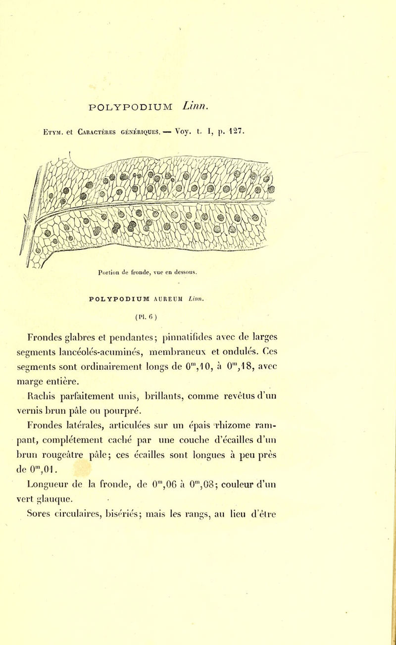 Etym. et Caractères génériques.— Voy. t. I, p. 127. Portion de fronde, vue en dessous. POLYPODIUM AUREUM Linn. (Pl. 6) Frondes glabres et pendantes; pinnalifides avec de larges segments lancéolés-acuminés, membraneux et ondulés. Ces segments sont ordinairement longs de 0n',10, à 0m,18, avec marge entière. Rachis parfaitement unis, brillants, comme revêtus d'un vernis brun pâle ou pourpré. Frondes latérales, articulées sur un épais rhizome ram- pant, complètement caché par une couche d'écaillés d'un brun rougeâtre pâle; ces écailles sont longues à peu près de 0* 01. Longueur de la fronde, de 0m,0G à 0m,03; couleur d'un vert glauque. Sores circulaires, bisériés; mais les rangs, au lieu d'être