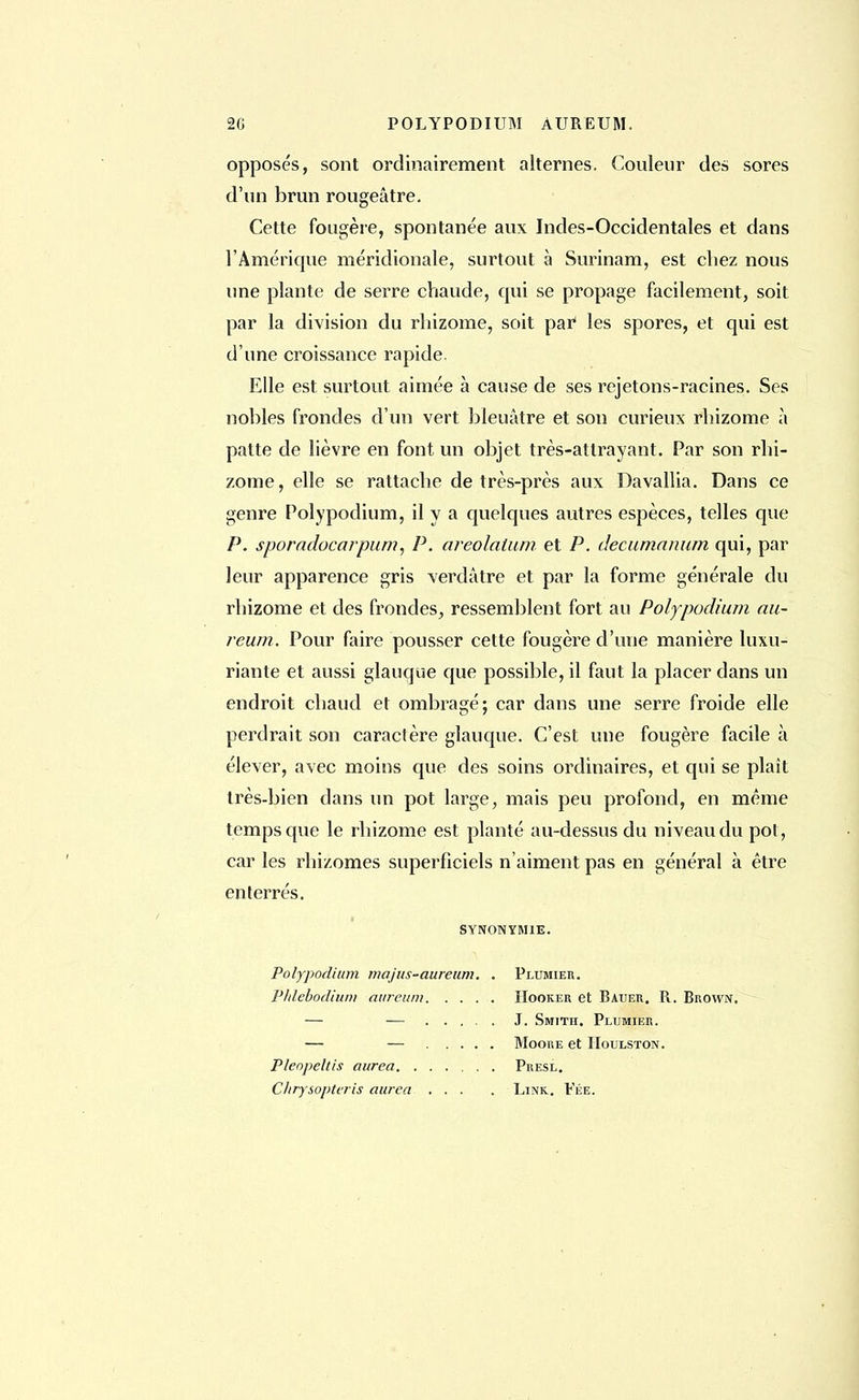 opposés, sont ordinairement alternes. Couleur des sores d'un brun rougeâtre. Cette fougère, spontanée aux Indes-Occidentales et dans l'Amérique méridionale, surtout à Surinam, est chez nous une plante de serre chaude, qui se propage facilement, soit par la division du rhizome, soit pa? les spores, et qui est d'une croissance rapide. Elle est surtout aimée à cause de ses rejetons-racines. Ses nobles frondes d'un vert bleuâtre et son curieux rhizome à patte de lièvre en font un objet très-attrayant. Par son rhi- zome , elle se rattache de très-près aux Davallia. Dans ce genre Polypodium, il y a quelques autres espèces, telles que P. sporadocarpum, P. areolaium et P. decumanurn qui, par leur apparence gris verdâtre et par la forme générale du rhizome et des frondes, ressemblent fort au Polypodium au- reum. Pour faire pousser cette fougère d'une manière luxu- riante et aussi glauque que possible, il faut la placer dans un endroit chaud et ombragé; car dans une serre froide elle perdrait son caractère glauque. C'est une fougère facile à élever, avec moins que des soins ordinaires, et qui se plaît très-bien dans un pot large, mais peu profond, en même temps que le rhizome est planté au-dessus du niveau du pot, car les rhizomes superficiels n aiment pas en général à être enterrés. SYNONYMIE. Polypodium majus-aureum. . Plumier. Phlebodiuni aiireum Hooker et Bauer. R. Brown. — — J. Smith. Plumier. — — Moore et IIoulston. Pleopeltis aurea Presl. Clirysopteris aurea ... . Linr. Fée.