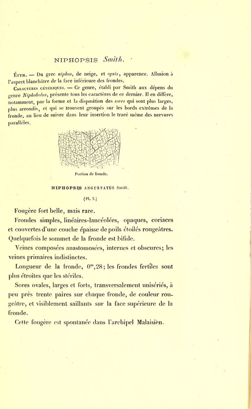 niphopsis Smith. Étym, Da grec niphos, de neige, et opsis, apparence. Allusion à l'aspect blanchâtre de la face inférieure des frondes. Caractères génériques. — Ce genre, établi par Smith aux dépens du genre Niphobolus, présente tous les caractères de ce dernier. Il en diffère, notamment, par la forme et la disposition des soj-es qui sont plus larges, plus arrondis, et qui se trouvent groupés sur les bords extrêmes de la fronde, au lieu de suivre dans leur insertion le tracé même des nervures parallèles. Portion de fronde. NIPHOPSIiS ANGUSTATUS Smith. (Pl. 7.) Fougère fort belle, mais rare. Frondes simples, linéaires-lancéolées, opaques, coriaces et couvertes d'une couche épaisse de poils étoilés rougeâtres. Quelquefois le sommet de la fronde est bifide. Veines composées anastomosées, internes et obscures; les veines primaires indistinctes. Longueur de la fronde, 0m,28 ; les frondes fertiles sont plus étroites que les stériles. Sores ovales, larges et forts, transversalement unisériés, à peu près trente paires sur chaque fronde, de couleur rou- geatre, et visiblement saillants sur la face supérieure de la fronde. Cette fougère est spontanée dans l'arcbipel Malaisién.