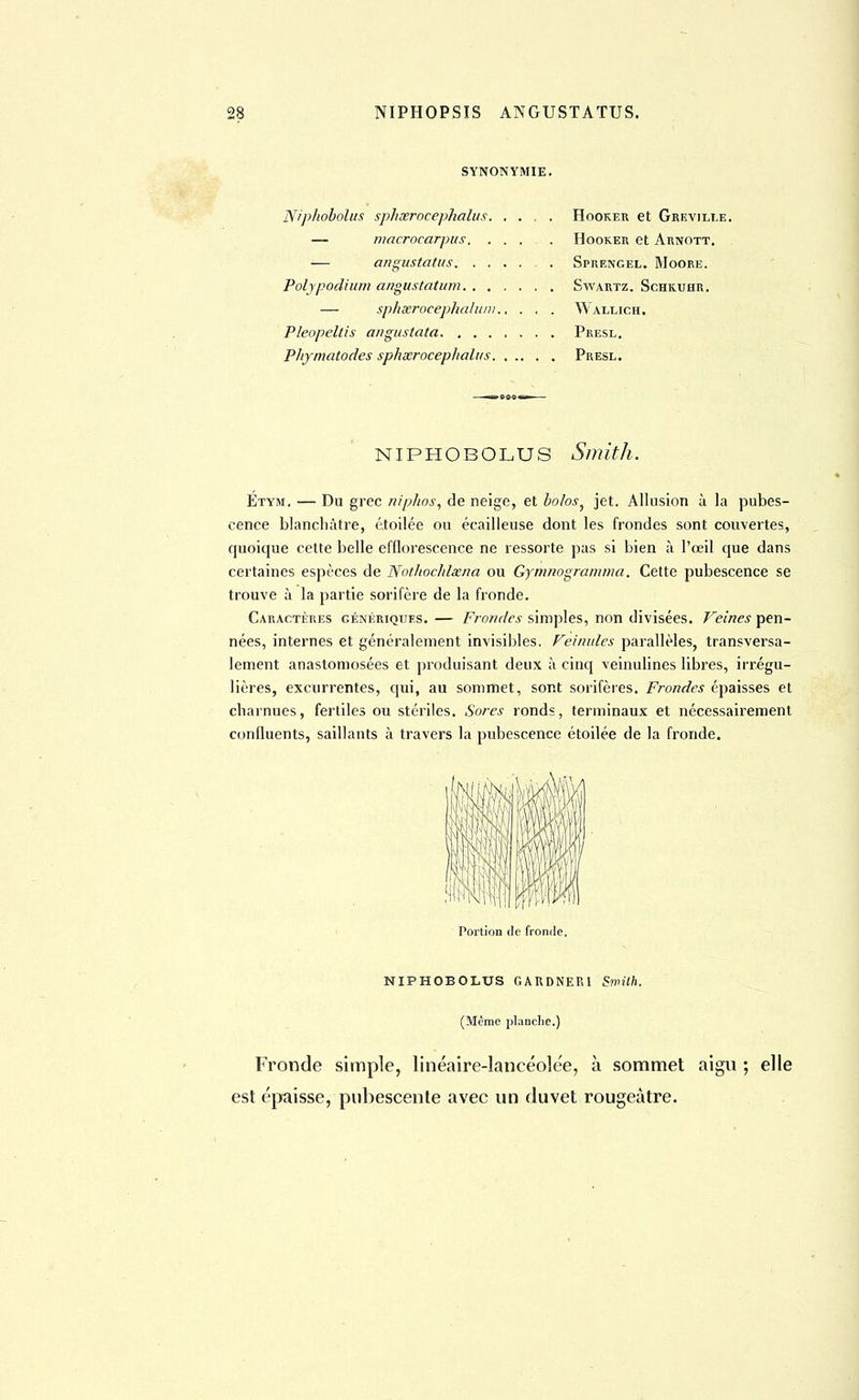 SYNONYMIE. Niphobolus sphsefocephalus. . . , . Hooker et Grkville. — macrocarpus. .... Hooker et Arnott. — angustatus Sprengel. Moore. Polypodium angùstatum Swartz. Schkuhr. — sphœroeephalun: Wallioh. Pleopeltis angustata Presl. Pliymatodes sphxrocephalus Presl. NIPHOBOLUS Smith. Etym. — Du grec niphos, de neige, et bolos, jet. Allusion à la pubes- cence blanchâtre, étoilée ou écailleuse dont les frondes sont couvertes, quoique cette belle efflorescence ne ressorte pas si bien à l'œil que dans certaines espèces de Notliochlxna ou Gymnogramma. Cette pubescence se trouve à la partie sorifère de la fronde. Caractères génériques. — Frondes simples, non divisées. Jreines pen- nées, internes et généralement invisibles. Veinules parallèles, transversa- lement anastomosées et produisant deux à cinq veinulines libres, irrégu- lières, excurrentes, qui, au sommet, sont sorifères. Frondes épaisses et charnues, fertiles ou stériles. Sores ronds, terminaux et nécessairement confluents, saillants à travers la pubescence étoilée de la fronde. Portion de fronde. NIPHOBOLUS GAUDNER1 Smilh. (Même planche.) Fronde simple, linéaire-lancéolée, à sommet aigu ; elle est épaisse, pubescente avec un duvet rougeâtre.