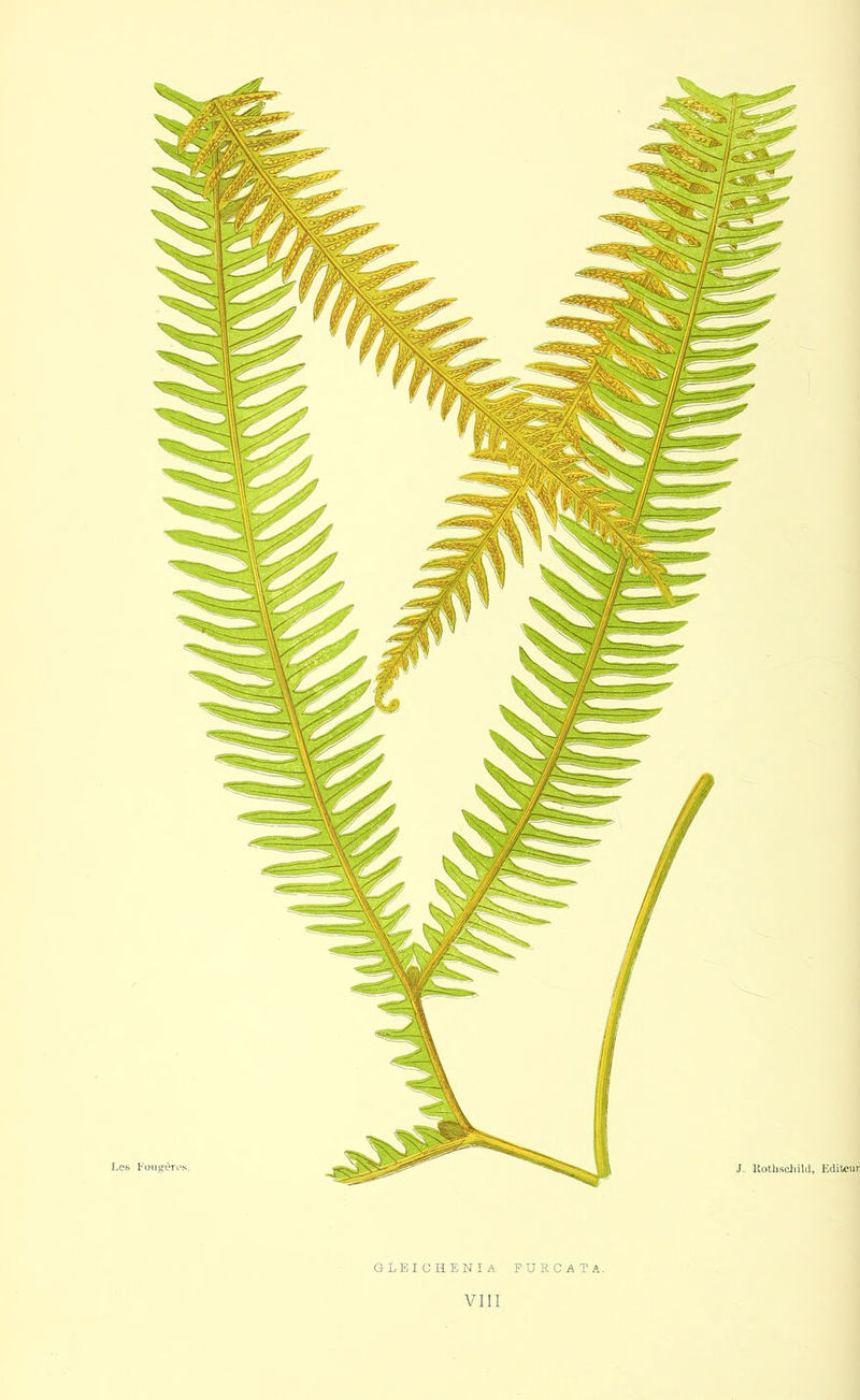 GLEIOHENIA PUECATA. VII1