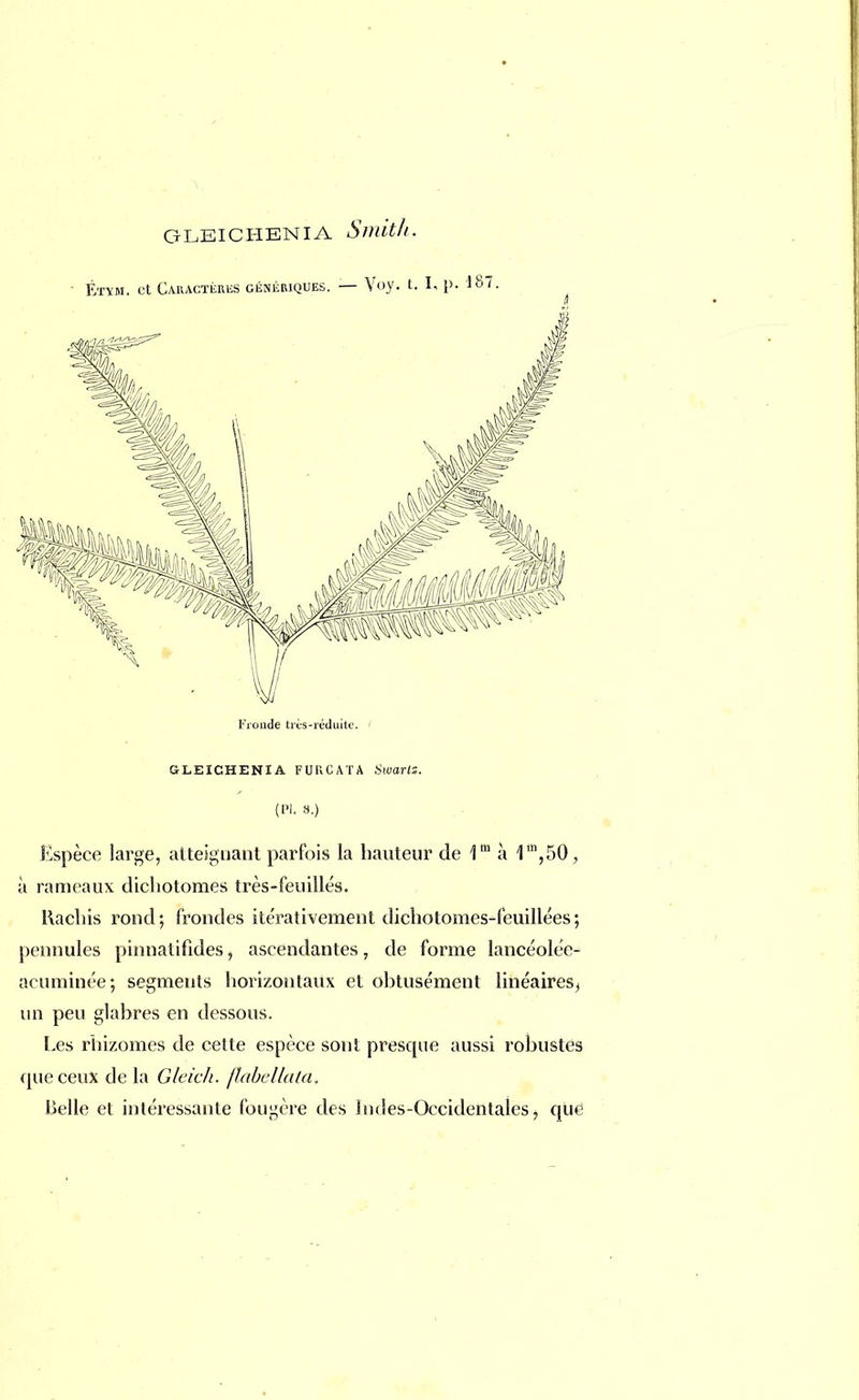 Étym. et Caractèbus génériques. — Voy. t. I, p. 187. Fronde très-réduite. GLEICHENIA FURCATA Swarl;. (Pl. 8.) Espèce large, atteignant parfois la hauteur de 1m à 1m,50, à rameaux dichotomes très-feuilles. Hachis rond; frondes ite'rativement dichotomes-feuillées; pennules pinnalifides, ascendantes, de forme lancéolée- acuminée; segments liorizontaux et obtusément linéaires^ un peu glabres en dessous. Les rhizomes de cette espèce sont presque aussi robustes (pic ceux de la Gleich. fîabèllata. Belle et intéressante fougère des Indes-Occidentales, que