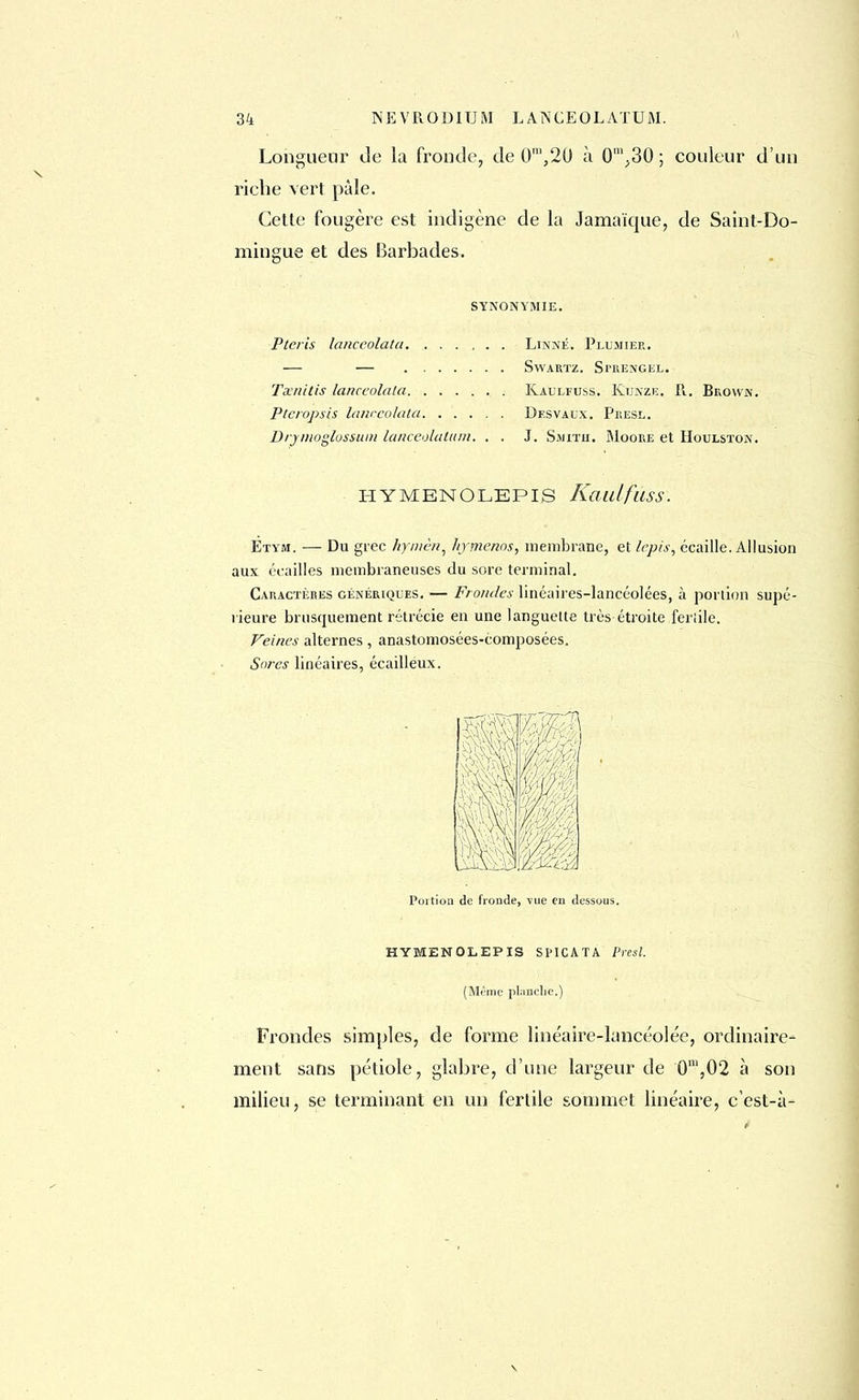 Longueur de la fronde, de 0m,20 à 0m,30 ; couleur d'un riche vert pâle. Cette fougère est indigène de la Jamaïque, de Saint-Do- mingue et des Barbades. SYNONYMIE. Pteris lanceolata Linné. Plumier. SwARTZ. Sl'RENGEL. Tecnitis lanceolata Kaulfuss. Kunze. R. Brown. Pteropsis lanceolata Desvaux. Presl. Drjnioglossum lanceolatum. . . J. Sjjitu. Moore et Houlston. HYMENOLEPIS KaillfllSS. Étym. — Du grec hymèn, hjmenos, membrane, et lepis, écaille. Allusion aux écailles membraneuses du sore terminal. Caractères génériques. — Frondes linéaires-lancéolées, à portion supé- rieure brusquement rétrécie en une languette très étroite feriile. Veines alternes, anastomosées-composées. Sores linéaires, écailléux. Portion de fronde, vue eu dessous. HYMENOLEPIS SPICATA Presl. (Même planche.) Frondes simples, de forme linéaire-lancéolée, ordinaire- ment sans pétiole, glabre, d'une largeur de 0m,02 à son milieu, se terminant en un fertile sommet linéaire, c est-à-