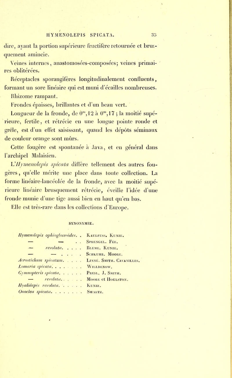 dire, ayant la portion supérieure fructifère retournée et brus- quement amincie. Veines internes, anastomosées-composées; veines primai- res oblitérées. Réceptacles sporangifères longitudinalement confluents, formant un sore linéaire qui est muni d'écaillés nombreuses. Rhizome rampant. Frondes épaisses, brillantes et d'un beau vert. Longueur de la fronde, de Q',12 à 0m,17 ; la moitié supé- rieure, fertile, et rétrécie en une longue pointe ronde et grêle, est d'un effet saisissant, quand les dépôts séminaux de couleur orange sont mûrs. Cette fougère est spontanée à Java, et en général dans l'archipel Malaisien. L'Hymenolepis spicata diffère tellement des autres fou- gères , qu'elle mérite une place dans toute collection. La forme linéaire-lancéolée de la fronde, avec la moitié supé- rieure linéaire brusquement rétrécie, éveille l'idée d'une fronde munie d'une tige aussi bien en haut qu'en bas. Elle est très-rare dans les collections d'Europe. SYNONYMIE. Hymenolepis ophioglossaidès. . — revoluta Acrostichum spicatuin Lomaria spicata Gymnopteris spicata — revoluta Hyalblepis revoluta. Onoclea spicata Kaulfuss. Kunze. Sprengel. Fée. Blume. Kunze. Sc.HB.UHR. MoORE. Linné. Smith. Cavanilles. WlLLDENOW. Presl. J. Smith. Moore et Houlston. Kunze. Swaiitz.