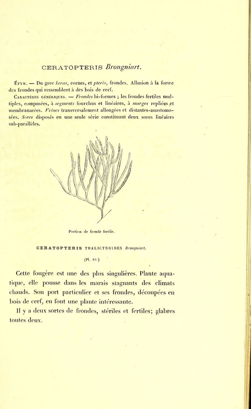 Étym. ■— Du grec keras, cornes, et pteris, frondes. Allusion à la forme des frondes qui ressemblent à des bois de cerf. Caractères génériques. — Frondes bi-formes ; les frondes fertiles mul- tiples, composées, à segments fourchus et linéaires, à marges repliées et membranacées. Veines transversalement allongées et distantes-anastomo- sées. Sures disposés en une seule série constituant deux sores linéaires sub-paràllèles. Portion de fronde fertile. CERATOPTERIS TH A LIC T U 01 DES Brongniart. IP1. 10.) Cette fougère est une des plus singulières. Plante aqua- tique, elle pousse dans les marais stagnants des climats chauds. Son port particulier et ses frondes, découpées en bois de cerf, en font une plante intéressante. Il y a deux sortes de frondes, stériles et fertiles; glabres toutes deux.