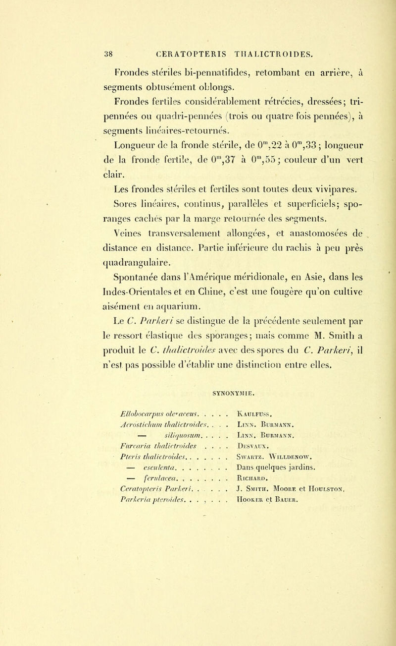 Frondes stériles bi-pennatifides, retombant en arrière, à segments obtusément oblongs. Frondes fertiles considérablement rétrécies, dressées; tri- pennées ou quadri-pennées (trois ou quatre fois pennées), à segments linéaires-retournes. Longueur de la fronde stérile, de 0m,22 à 0m,33 ; longueur de la fronde fertile, de 0m,37 à 0m,55; couleur d'un vert clair. Les frondes stériles et fertiles sont toutes deux vivipares. Soies linéaires, continus, parallèles et superficiels; spo- ranges cacbés par la marge retournée des segments. Veines transversalement allongées, et anastomosées de distance en distance. Partie inférieure du rachis à peu près quadrangulaire. Spontanée dans l'Amérique méridionale, en Asie, dans les Indes-Orientales et en Chine, c'est une fougère qu'on cultive aisément en aquarium. Le C. Parkeri se distingue de la précédente seulement par le ressort élastique des sporanges; mais comme M. Smith a produit le C. thalictroidës avec des spores du C. Parkeri, il n'est pas possible d'établir une distinction entre elles. SYNONYMIE. Ellobocarpus olcaceus Kaulfuss. Àcràstichum thalictroidës. . . . Linn. Rurmann. — siliquosum Linn. Rurmann. Furcaria thalictroidës .... Desvaux. Pla is thalictroidës Swartz. Willdenow. — esculenta Dans quelques jardins. — fendacea Richard. Ceratopteris Parkeri J. Smith. Moore et IIoulston. Parhcria ptcroides. ...... Hooker et Rauer.