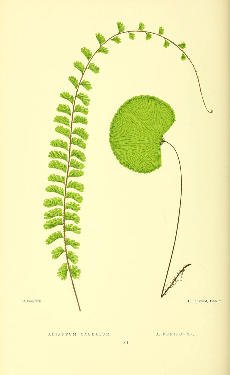 ADIANTUM C A U D A T U M. XI A. EENIFOKME,
