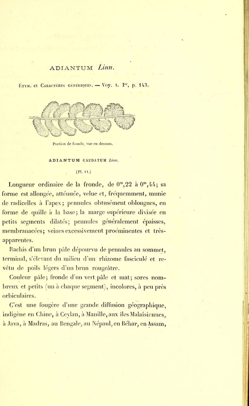Étym. et Caractères génériques. — Voy. t. Ier, p. 143. Portion de fronde, vue en dessous. ADIANTUM CAUDATUM Linn. (Pl. 11.) Longueur ordinaire de la fronde, de 0m,22 à 0m,44; sa forme est allongée, atténuée, velue et, fréquemment, munie de radicelles à l'apex ; pennules obtusément oblongues, en forme de quille à la base; la marge supérieure divise'e en petits segments dilatés; pennules généralement épaisses, membranacées; veines excessivement proéminentes et très- apparentes. Rachis d'un brun pâle dépourvu de pennules au sommet, terminal, s'élevant du milieu d'un rhizome fasciculé et re- vêtu de poils légers d'un brun rougeâtre. Couleur pâle; fronde d'un vert pâle et mat; sores nom- breux et petits (un à chaque segment), incolores, à peu près orbieulaires. C'est une fougère d'une grande diffusion géographique, indigène en Chine, à Ceylan, à Manille, aux îlesMalaisiennes, à Java, à Madras, au Bengale, au Népaul;èn Béhar, en Assam,