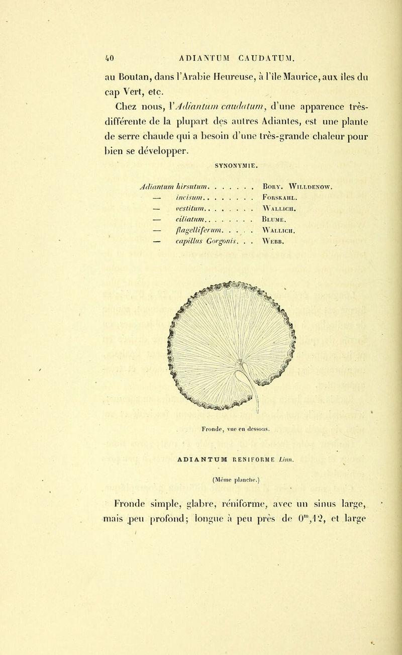 au Boutan, dans l'Arabie Heureuse, à l'île Maurice, aux iles du cap Vert, etc. Chez nous, X Adiantum cçtudatum, d'une apparence très- différente de la plupart des autres Adianles, est une plante de serre chaude qui a besoin d'une très-grande chaleur pour bien se développer. SYNONYMIE. Adiantum hirsutum Bory. Willdenow. — incisUm Forskahl. — vcstitum Wallich. — ciliatum Blume. — flagelliferum Wallich. — capillas Gorgonis, . , Webb. Fronde, vue en dessous. ADIANTUM RENIFORME Linn. (Même planche.) Fronde simple, glabre, réniforme, avec un sinus large, mais peu profond; iongue à peu près de 0m,1'2, et large