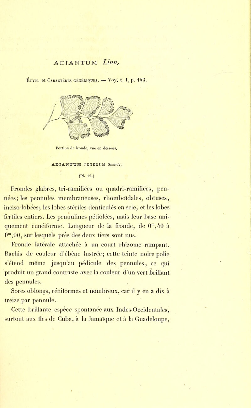ADIANTUM Linn, Étym. et Caractères génériques. — Voy. t. I, p. 143. Portion de fronde, vue en dessous. ADIANTUM TENERUM Swartz. (Pl. 12.) Frondes glabres, tri-ramifiées ou quadri-ramifiées, pen- nées; les pennules membraneuses, rhomboïdalcs, obtuses, inciso-lobées; les lobes stériles denliculés en scie, et les lobes fertiles entiers. Les pennùlines pétiolées, niais leur base uni- quement cunéiforme. Longueur de la fronde, de 0m,40 à 0m,90, sur lesquels près des deux tiers sont nus. Fronde latérale attachée à un court rhizome rampant. Rachis de couleur d'ébène lustrée; cette teinte noire polie s'étend même jusqu'au pédicule des pennules, ce qui produit un grand contraste avec la couleur d'un vert brillant des pennules. Sores oblongs, réniformes et nombreux, car il y en a dix à treize par pennule. Cette brillante espèce spontanée aux Indes-Occidentales, surtout aux îles de Cuba, à la Jamaïque et à la Guadeloupe,