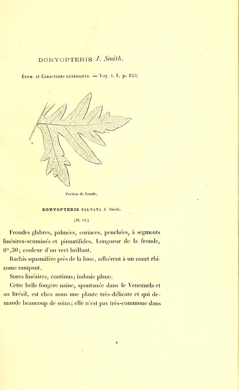 DORYOPTERIS /. Smith. Étym. et Caractères génériques. — Voy. t. I, p. 153. Portion de fronde. DORYOPTERIS PALMATA J. Smith. (Pl. 13.) Frondes glabres, palmées, coriaces, penchées, à segments linéaires-acuminés et pinnatifîdes. Longueur de la fronde, 0',30; couleur d'un vert brillant. Rachis squamifère près de la base, adhérent à un court rhi- zome rampant. Sores linéaires, continus; indusie plane. Cette belle fougère naine, spontanée dans le Venezuela et au Brésil, est chez nous une plante très-délicate et qui de- mande beaucoup de soins; elle n'est pas très-commune dans 1