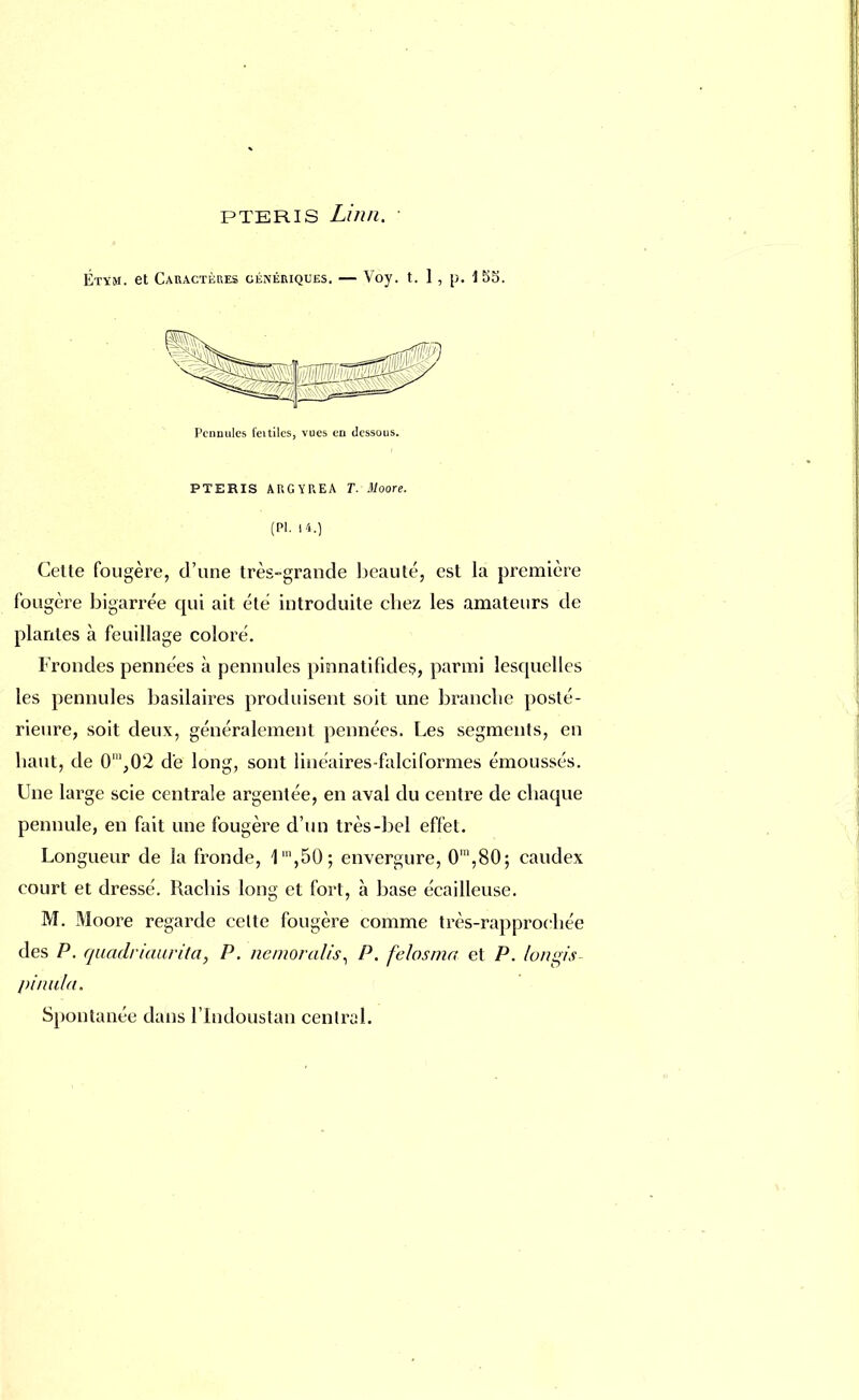 Étym. et Caractères génériques. — Voy. t. 1 , p. 1 b5. Permutes l'eitilcs, vues en dessous. PTERIS A U G Y P» E A T. Moore. (Pl. 14.) Celle fougère, d'une très-grande beauté, est la première fougère bigarrée qui ait été introduite chez les amateurs de plantes à feuillage coloré. Frondes pennées à pennules pinnatifides, parmi lesquelles les pennules basilaires produisent soit une branche posté- rieure, soit deux, généralement pennées. Les segments, en haut, de 0',02 de long, sont linéaires-falciformes émoussés. Une large scie centrale argentée, en aval du centre de chaque pennule, en fait une fougère d'un très-bel effet. Longueur de la fronde, 1',50; envergure, 0m,80; caudex court et dressé. Rachis long et fort, à base écailleuse. M. Moore regarde celte fougère comme très-rapproehée des P. quadriaurita, P. nemoralis, P. felosma et P. lonsis- pinula. Spontanée dans l'Indoustan central.