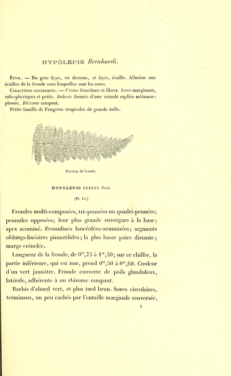 hypolepis Bernhardi. Étym. — Du grec hypo, en dessous, et lepis, écaille. Allusion aux écailles de la fronde sous lesquelles sont les sores. Caractères génériques. — Veines fourchues et libres. Sores marginaux, sub-sphériques et petits. Indusie formée d'une veinule repliée métamor- phosée. Rhizome rampant. Petite famille de Fougères tropicales de grande taille. Portion de (Yondc. HYPOLEPIS KEPENS Presl. (Pl. 15.) Frondes multi-composées, tri-pennées ou quadri-pennées; pennules opposées; leur plus grande envergure à la base; apex acumîné. Pennulines lancéolées-acuminées ; segments oblongs-linéaires pinnatifides ; la plus basse paire distante ; marge crénelée. Longueur de la fronde, de 0m,75 à 1ln,,30; sur ce chiffre, la partie inférieure, qui est nue, prend 0m,50 à 0m,60. Couleur d'un vert jaunâtre. Fronde couverte de poils glanduleux, latérale, adhérente à un rhizome rampant. Rachis d'abord vert, et plus tard brun. Sores circulaires, terminaux, un peu cachés par l'entaille marginale renversée, 4