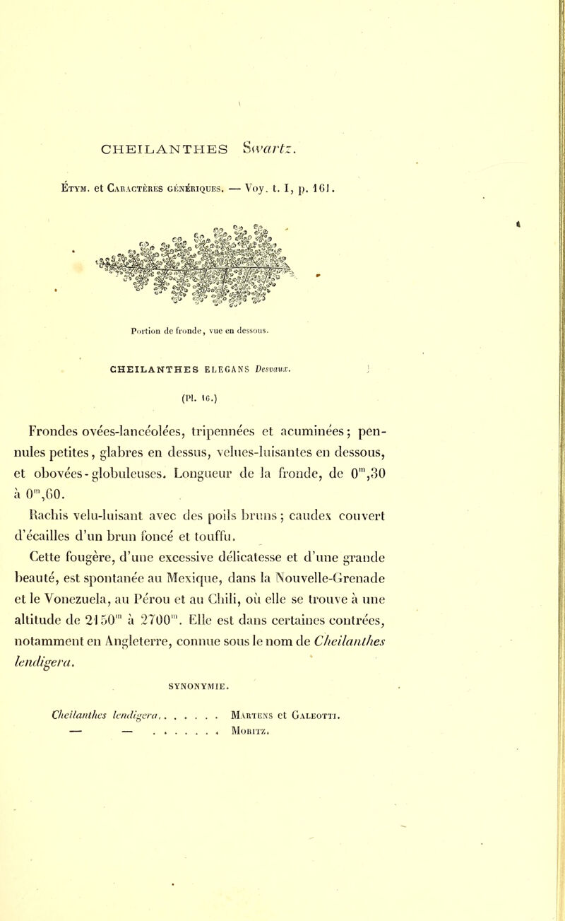 Etym. et Caractères génériques. — Voy. t. I, p. 161. Portion de fronde, vue en dessous. CHEILANTHES ELEGANS Desvaux. (Pl. IG.) Frondes ovées-lancéolées, tripennécs et acuminées; pen- nules petites, glabres en dessus, velues-luisantes en dessous, et obovées-globuleuses. Longueur de la fronde, de 0m,30 à 0ra,60. Hachis velu-luisant avec des poils bruns ; caudex couvert d'écaillés d'un brun foncé et touffu. Cette fougère, d'une excessive délicatesse et d'une grande beauté, est spontanée au Mexique, dans la Nouvelle-Grenade et le Vonezuela, au Pérou et au Chili, où elle se trouve à une altitude de 2150'n à 27001. Elle est dans certaines contrées, notamment en Angleterre, connue sous le nom de Cheilanthes lendigeta. SYNONYMIE. Cheilanthes iendigera. Martëns et Galeotti. — — , Moiutz.