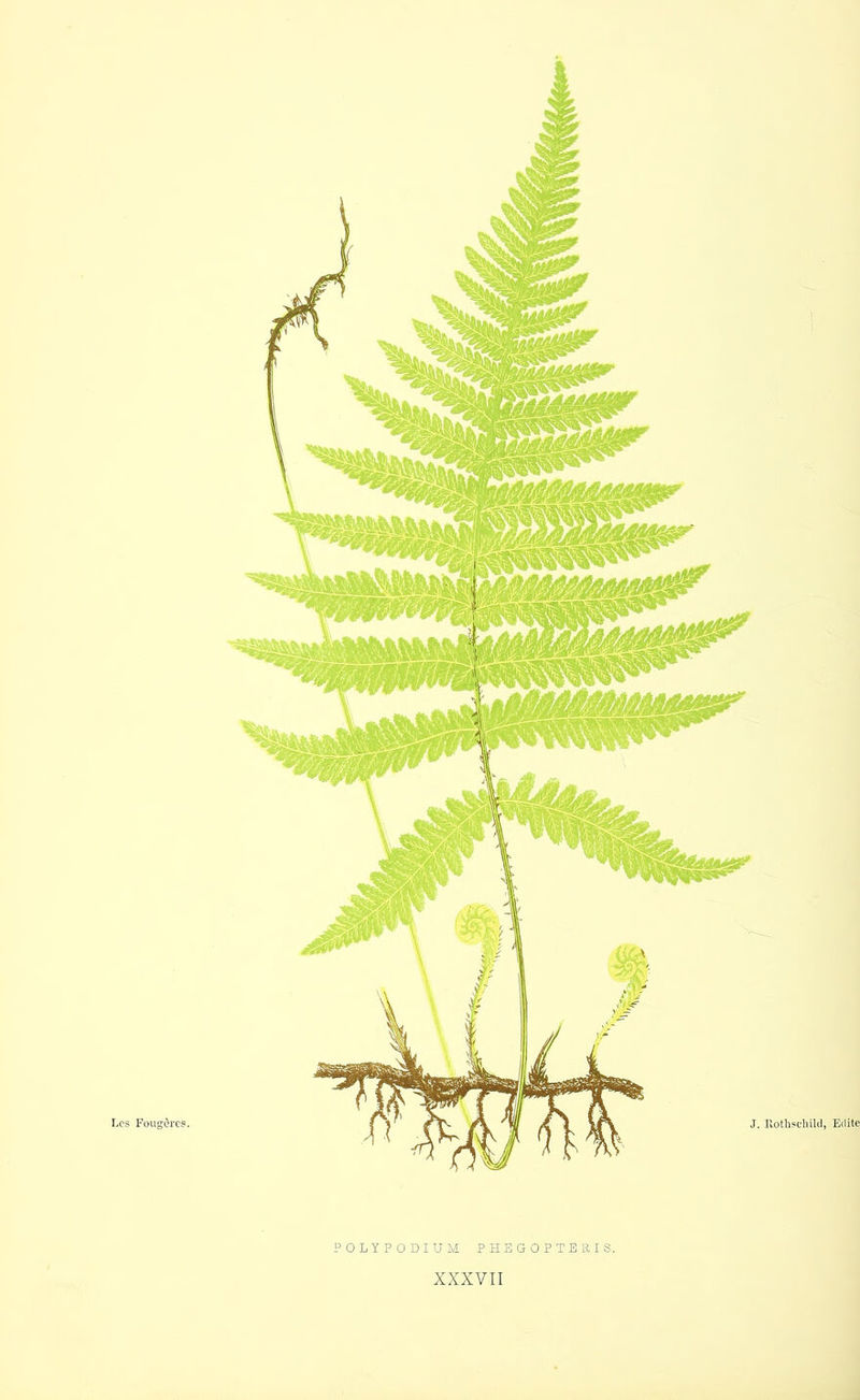 POLYPODIUM PHEGOPTERIS.