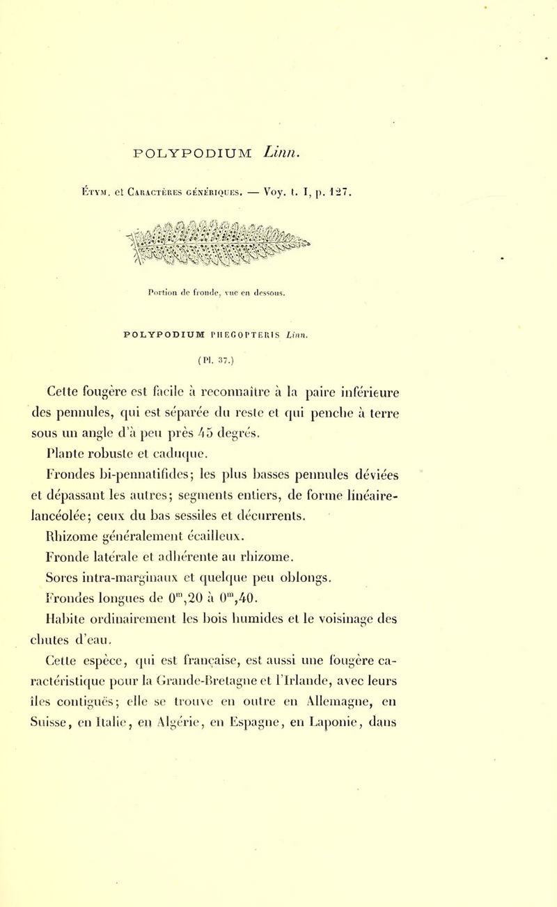 Étym. et Caractères génériques. — Vby. t. I, p. 127. Portion de fronde, vue en dessous. POLYPODIUM PIIEGorTERIS Linn. (Pl. 37.) Celte fougère est facile à reconnaître à la paire inférieure des pennules, qui est séparée du reste et qui penche à terre sous un angle d'à peu près 45 degrés. Plante robuste et caduque. Frondes bi-pennatifides; les plus basses pennules déviées et dépassant les autres; segments entiers, de forme linéaire- lancéolée; ceux du bas sessiles et décurrents. Rhizome généralement écailleux. Fronde latérale et adhérente au rhizome. Soies intra-marginaux et quelque peu oblongs. Frondes longues de 0m,20 à 0m,40. Habite ordinairement les bois humides et le voisinage des chutes d'eau. Cette espèce, qui est française, est aussi une fougère ca- ractéristique pour la Grande-Bretagne et l'Irlande, avec leurs îles conliguës; elle se trouve en outre en Allemagne, en Suisse, en Italie, en Algérie, en Espagne, en Laponie, dans