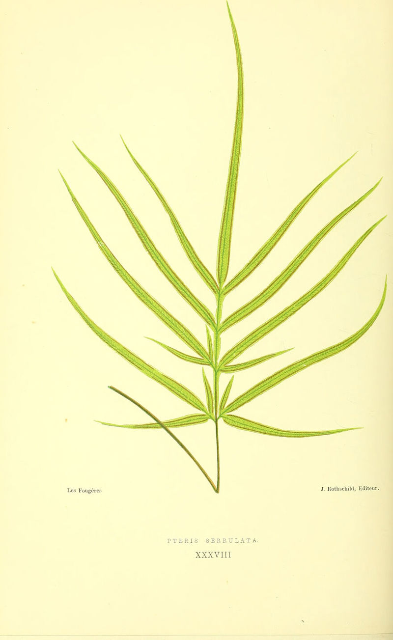 PTERIS SERRULATA. XXXVIII 1