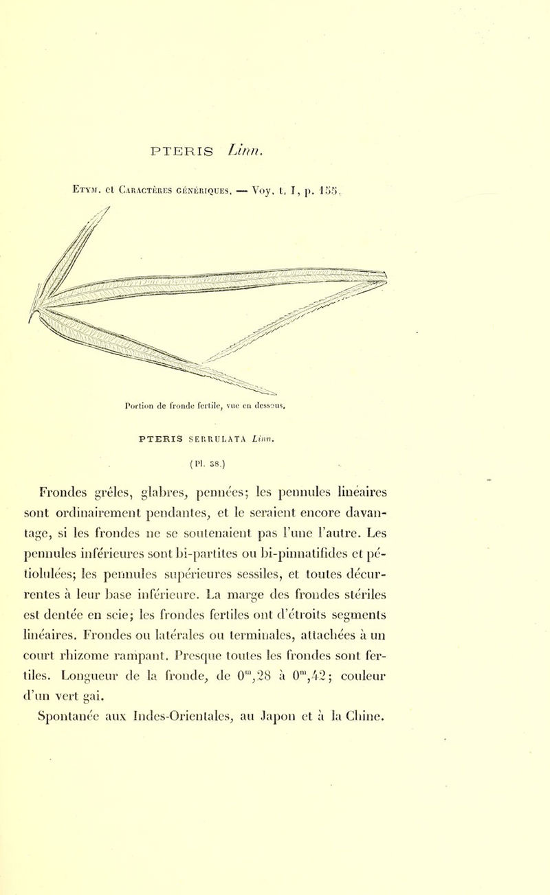 ETYM. Ct CARACTÈRES GÉNÉRIQUES. Voy. t, I, D. 155. Portion de fronde fertile, vue en dessous. PTERIS SERRULATA Linn. (Pl. S8.) Frondes grêles, glabres, pennées; les pennules linéaires sont ordinairement pendantes, et le seraient encore davan- tage, si les frondes ne se soutenaient pas l'une l'autre. Les pennules inférieures sont bi-partites ou bi-pinnatifides et pé- tiolulées; les pennules supérieures sessiles, et toutes décur- rentes à leur base inférieure. La marge des frondes stériles est dentée en scie; les frondes fertiles ont d'étroits segments linéaires. Frondes ou latérales ou terminales, attachées à un court rhizome rampant. Presque toutes les frondes sont fer- tiles. Longueur de la fronde, de 0m,28 à 0m,42; couleur d'un vert gai. Spontanée aux Indes-Orientales, au Japon et à la Chine.