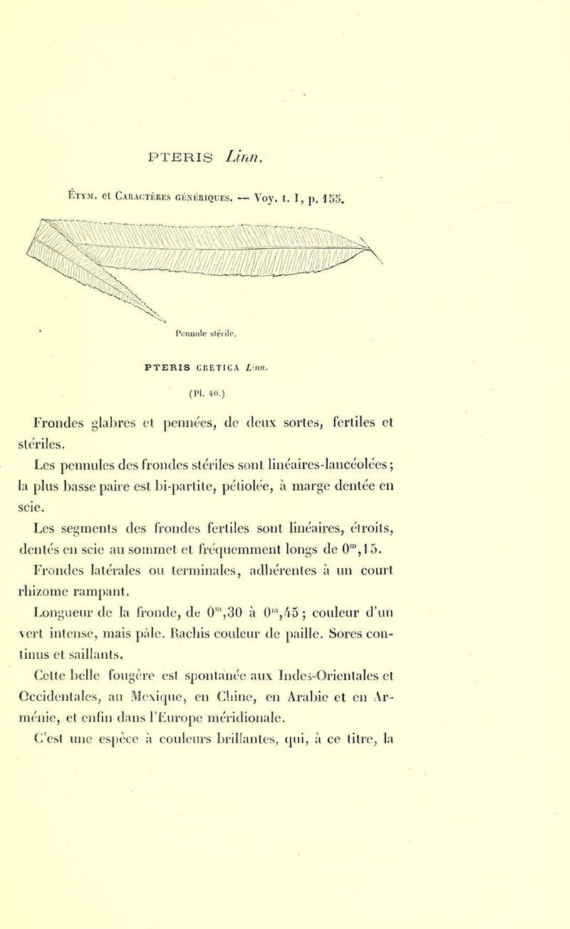 P te ri s Linn, Éïym. et Caractères génériques. — Voy. t. I, p. 155 l'ennuie stérile. PTERIS CRETICA Linn. (Pl. 40.) Frondes glabres et pennées, de deux sortes, fertiles et stériles. Les pennules des frondes stériles sont linéaires-lancéolées ; la plus basse paire est bi-parlile, péliolée, à marge dentée en scie. Les segments des frondes fertiles sont linéaires, élroils, dentés en scie au sommet et fréquemment longs de 0m,l 5. Frondes latérales ou terminales, adhérentes à un court rhizome rampant. Longueur de la fronde, de 0',3Q à 0m,45 ; couleur d'un vert intense, mais pâle. Rachis couleur de paille. Sores con- tinus et saillants. Celte belle fougère est spontanée aux Indes-Orientales et Occidentales, au Mexique, en Chine, en Arabie et en Ar- ménie, et enfin dans l'Europe méridionale. C'est une espèce à couleurs brillantes, qui, à ce litre, la