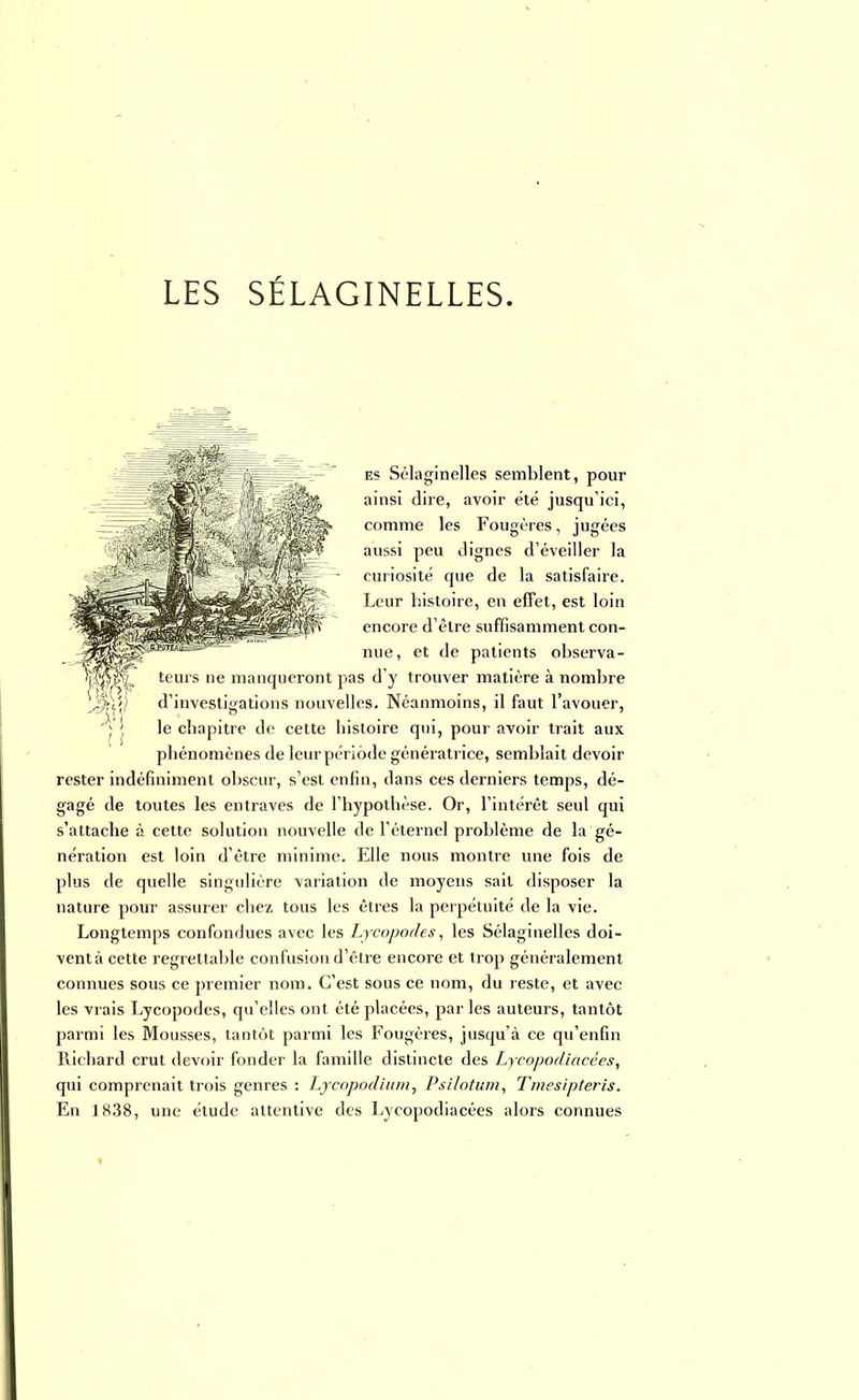 LES SÉLAGINELLES. es Sélaginelles semblent, pour ainsi dire, avoir été jusqu'ici, comme les Fougères, jugées aussi peu dignes d'éveiller la curiosité que de la satisfaire. Leur histoire, en effet, est loin encore d'être suffisamment con- nue, et de patients observa- pwi teurs ne manqueront pas d'y trouver matière à nombre ^jj d'investigations nouvelles. Néanmoins, il faut l'avouer, le chapitre de cette histoire qui, pour avoir trait aux phénomènes de leur période génératrice, semblait devoir rester indéfiniment obscur, s'est enfin, dans ces derniers temps, dé- gagé de toutes les entraves de l'hypothèse. Or, l'intérêt seul qui s'attache à cette solution nouvelle de l'éternel problème de la gé- nération est loin d'être minime. Elle nous montre une fois de plus de quelle singulière variation de moyens sait disposer la nature pour assurer chez tous les êtres la perpétuité de la vie. Longtemps confondues avec les Lycopodes, les Sélaginelles doi- vent à cette regrettable confusion d'être encore et trop généralement connues sous ce premier nom. C'est sous ce nom, du reste, et avec les vrais Lycopodes, qu'elles ont été placées, par les auteurs, tantôt parmi les Mousses, tantôt parmi les Fougères, jusqu'à ce qu'enfin Richard crut devoir fonder la famille distincte des Lycopodiacées, qui comprenait trois genres : Lycopodium, Psilotum, Tmesipteris. En 1838, une étude attentive des Lycopodiacées alors connues