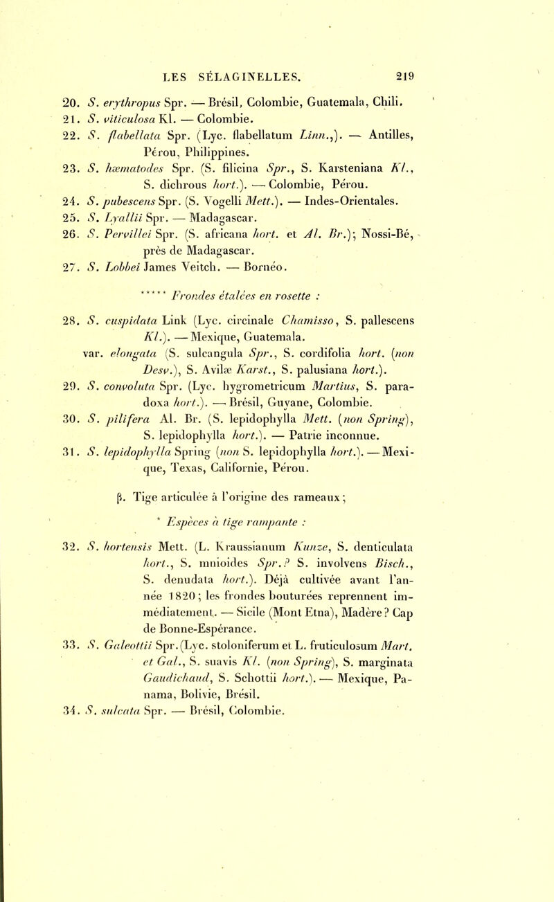 20. S. erythropus Spr. — Brésil, Colombie, Guatemala, Chili. 21. S. viticulosaYA.—Colombie. 22. S. fabellata Spr. (Lyc. flabellatum Linnn). — Antilles, Pérou, Philippines. 23. S. hœmatodes Spr. (S. filicina Spr., S. Karsteniana KL, S. dichrous hort.). ■—Colombie, Pérou. 24. S. pubescens Spr. (S. Vogelli Mett.). — Indes-Orientales. 25. S. Lyallii Spr. — Madagascar. 26. S. Pervillei Spr. (S. africana hort. et AL Br.)\ Nossi-Bé, près de Madagascar. 27. S. Lobbei James Veitch. —Bornéo. Frondes étalées en rosette : 28. S. cuspidata Liok (Lyc. circinale Chamisso, S. pallescens /if/.). —Mexicpie, Guatemala, var. elongata (S. sulcangula <5/?r., S. cordifolia Aor£. («o» Desv.), S. Avita Karst., S. palusiana hort.). 29. t9. convoluta Spr. (Lyc. hygrometricum Martius, S. para- doxa hort.). —'Brésil, Guyane, Colombie. 30. pilifera Al. Br. (S. lepidophylla (/<o« Spring), S. lepidophylla hort.). — Patrie inconnue. 31. S. lepidophylla Spriug [non S. lepidophylla hort.). —Mexi- que, Texas, Californie, Pérou. p. Tige articulée à l'origine des rameaux ; Espèces à tige rampante : 32. S. hortensis Mett. (L. Kraussianum Kunze, S. denticulata hort., S. mnioides Spr.? S. involvens Bisch., S. denudata hort.). Déjà cultivée avant l'an- née 1 820 ; les frondes bouturées reprennent im- médiatement. — Sicile (Mont Etna), Madère? Cap de Bonne-Espérance. 33. S. Galeottii Spr.(Lyc. stoloniferum et L. fruticulosum Mart, et GaL, S. suavis Kl. [non Spring), S. marginata Gaudichaitd, S. Schottii hort.). — Mexique, Pa- nama, Bolivie, Brésil. 34. S. sulcata Spr. — Brésil, Colombie.