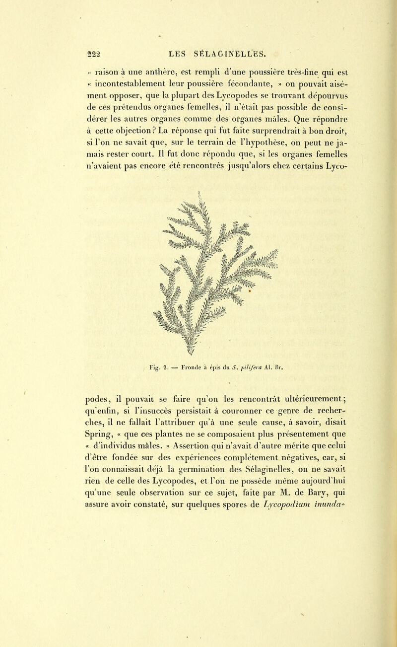 « raison à une anthère, est rempli d'une poussière très-fine qui est « incontestablement leur poussière fécondante, » on pouvait aisé- ment opposer, que la plupart des Lycopodes se trouvant dépourvus de ces prétendus organes femelles, il n'était pas possible de consi- dérer les autres organes comme des organes mâles. Que répondre à cette objection? La réponse qui fut faite surprendrait à bon droit, si l'on ne savait que, sur le terrain de l'hypothèse, on peut ne ja- mais rester court. Il fut donc répondu que, si les organes femelles n'avaient pas encore été rencontrés jusqu'alors chez certains Lyco- i Fig. 2. — Fronde à épis du S. pilifera Al. Br. podes, il pouvait se faire qu'on les rencontrât ultérieurement ; qu'enfin, si l'insuccès persistait à couronner ce genre de recher- ches, il ne fallait l'attribuer qu'à une seule cause, à savoir, disait Spring, « que ces plantes ne se composaient plus présentement que « d'individus mâles. » Assertion qui n'avait d'autre mérite que celui d'être fondée sur des expériences complètement négatives, car, si l'on connaissait déjà la germination des Sélaginelles, on ne savait rien de celle des Lycopodes, et l'on ne possède même aujourd'hui qu'une seule observation sur ce sujet, faite par M. de Bary, qui assure avoir constaté, sur quelques spores de Lycopodium inunda*