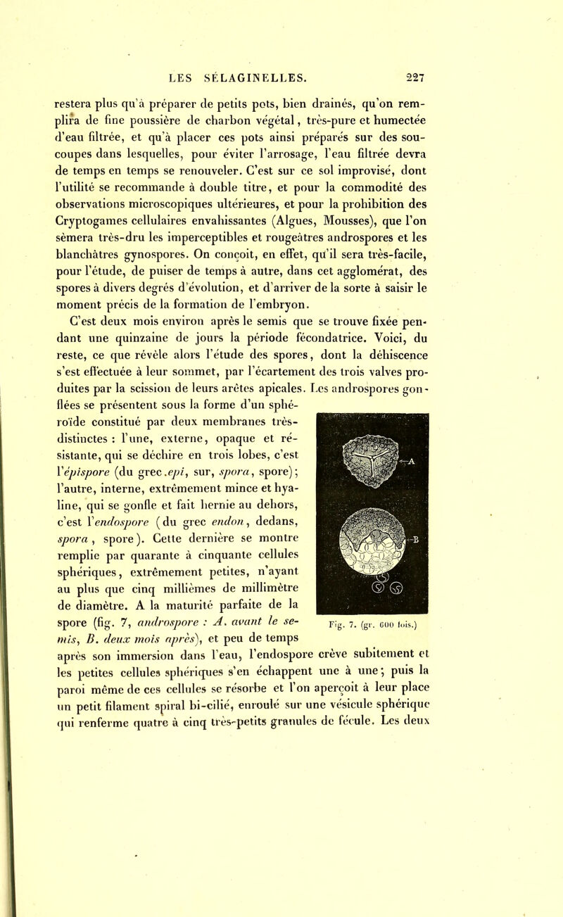 restera plus qu'à préparer de petits pots, bien drainés, qu'on rem- plira de fine poussière de charbon végétal, très-pure et humectée d'eau filtrée, et qu'à placer ces pots ainsi préparés sur des sou- coupes dans lesquelles, pour éviter l'arrosage, l'eau filtrée devra de temps en temps se renouveler. C'est sur ce sol improvisé, dont l'utilité se recommande à double titre, et pour la commodité des observations microscopiques ultérieures, et pour la prohibition des Cryptogames cellulaires envahissantes (Algues, Mousses), que l'on sèmera très-dru les imperceptibles et rougeâtres androspores et les blanchâtres gynospores. On conçoit, en effet, qu'il sera très-facile, pour l'étude, de puiser de temps à autre, dans cet agglomérat, des spores à divers degrés d'évolution, et d'arriver de la sorte à saisir le moment précis de la formation de l'embryon. C'est deux mois environ après le semis que se trouve fixée pen- dant une quinzaine de jours la période fécondatrice. Voici, du reste, ce que révèle alors l'étude des spores, dont la déhiscence s'est effectuée à leur sommet, par l'écartement des trois valves pro- duites par la scission de leurs arêtes apicales. Les androspores gon- flées se présentent sous la forme d'un sphé- roïde constitué par deux membranes très- distinctes : l'une, externe, opaque et ré- sistante, qui se déchire en trois lobes, c'est Yépispore (du grec.ejoz, sur, spora, spore); l'autre, interne, extrêmement mince et hya- line, qui se gonfle et fait hernie au dehors, c'est Yendospore (du grec endon, dedans, spora, spore). Cette dernière se montre remplie par quarante à cinquante cellules sphériques, extrêmement petites, n'ayant au plus que cinq millièmes de millimètre de diamètre. A la maturité parfaite de la spore (fig. 7, androspore : A. avant le se- F;g 7> (gr 600 ,oisj mis, B. deux mois après), et peu de temps après son immersion dans Feau, l'endospore crève subitement et les petites cellules sphériques s'en échappent une à une ; puis la paroi même de ces cellules se résorbe et l'on aperçoit à leur place un petit filament spiral bi-cilié, enroulé sur une vésicule sphérique qui renferme quatre à cinq très-petits granules de fécule. Les deux