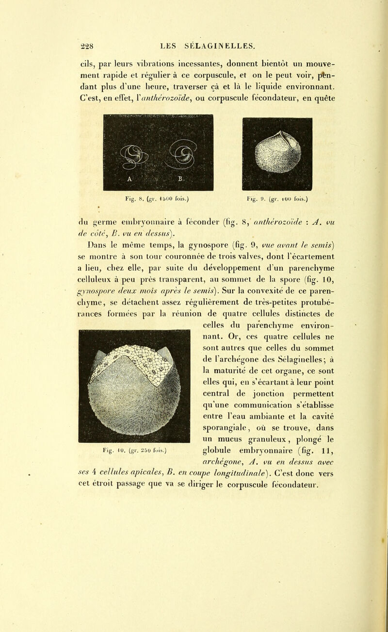cils, par leurs vibrations incessantes, donnent bientôt un mouve- ment rapide et régulier à ce corpuscule, et on le peut voir, pen- dant plus d'une beure, traverser çà et là le liquide environnant. C'est, en effet, Y anthérozoïde, ou corpuscule fécondateur, en quête Fig. 8. (gv. 1500 fois.) Fig. 9. (gr. (00 fois.) du germe embryonnaire à féconder (fig. 8, anthérozoïde : A. vu de côté, B. vu en dessus). Dans le même temps, la gynospore (fig. 9, vue avant le. semis) se montre à son tour couronnée de trois valves, dont l'écartement a lieu, chez elle, par suite du développement d'un parenchyme celluleux à peu près transparent, au sommet de la spore (fig. 10, gynospore deux mois après le semis). Sur la convexité de ce paren- chyme, se détachent assez régulièrement de très-petites protubé- rances formées par la réunion de quatre cellules distinctes de celles du parenchyme environ- nant. Or, ces quatre cellules ne sont autres que celles du sommet de l'archégone des Sélaginelles; à la maturité de cet organe, ce sont elles qui, en s'écartant à leur point central de jonction permettent qu'une communication s'établisse entre l'eau ambiante et la cavité sporangiale, où se trouve, dans un mucus granuleux, plongé le Fig. (o. (gr. 250 fuis.) globule embryonnaire (fig. 11, archégone, A. vu en dessus avec ses 4 cellules apicoles, B. en coupe longitudinale). C'est donc vers cet étroit passage que va se diriger le corpuscule fécondateur.