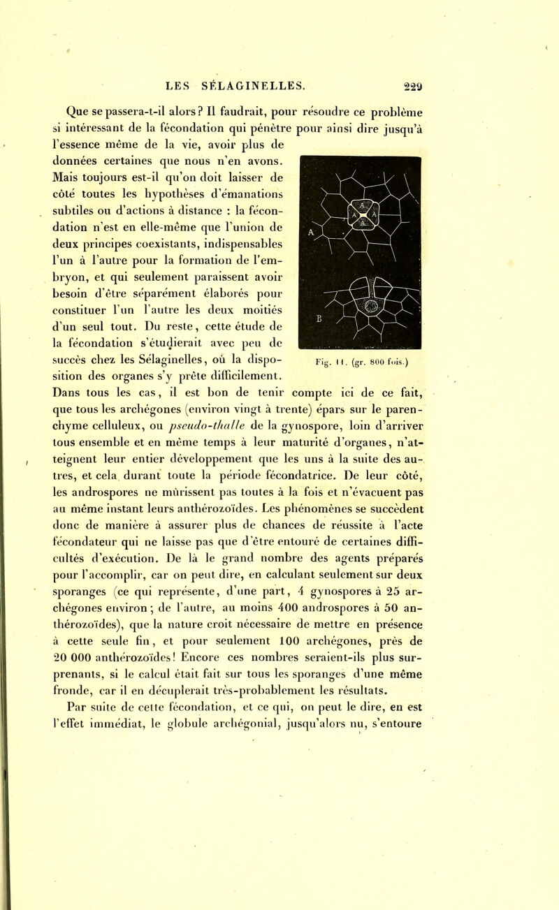 Fig. H. (gr. 800 fois.) Que sepassera-t-il alors? Il faudrait, pour résoudre ce problème si intéressant de la fécondation qui pénètre pour ainsi dire jusqu'à l'essence même de la vie, avoir plus de données certaines que nous n'en avons. Mais toujours est-il qu'on doit laisser de côté toutes les hypothèses d'émanations subtiles ou d'actions à distance : la fécon- dation n'est en elle-même que l'union de deux principes coexistants, indispensables l'un à l'autre pour la formation de l'em- bryon, et qui seulement paraissent avoir besoin d'être séparément élaborés pour constituer l'un l'autre les deux moitiés d'un seul tout. Du reste, cette étude de la fécondation s'étudierait avec peu de succès chez les Sélaginelles, où la dispo- sition des organes s'y prête difficilement. Dans tous les cas, il est bon de tenir compte ici de ce fait, que tous les archégones (environ vingt à trente) épais sur le paren- chyme celluleux, ou pseudo-thalle de la gynospore, loin d'arriver tous ensemble et en même temps à leur maturité d'organes, n'at- teignent leur entier développement que les uns à la suite des au- tres, et cela durant toute la période fécondatrice. De leur côté, les androspores ne mûrissent pas toutes à la fois et n'évacuent pas au même instant leurs anthérozoïdes. Les phénomènes se succèdent donc de manière à assurer plus de chances de réussite à l'acte fécondateur qui ne laisse pas que d'être entouré de certaines diffi- cultés d'exécution. De là le grand nombre des agents préparés pour l'accomplir, car on peut dire, en calculant seulement sur deux sporanges (ce qui représente, d'une part, 4 gynospores à 25 ar- chégones environ ; de l'autre, au moins 400 androspores à 50 an- thérozoïdes), que la nature croit nécessaire de mettre en présence à cette seule fin, et pour seulement 100 archégones, près de 20 000 anthérozoïdes! Encore ces nombres seraient-ils plus sur- prenants, si le calcul était fait sur tous les sporanges d'une même fronde, car il en décuplerait très-probablement les résultats. Par suite de cette fécondation, et ce qui, on peut le dire, en est l'effet immédiat, le globule archégonial, jusqu'alors nu, s'entoure