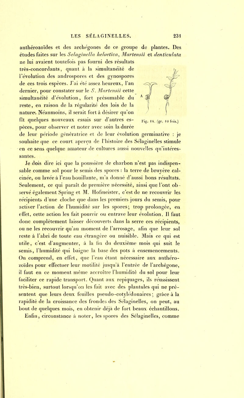 anthérozoïdes et des archégones de ce groupe de plantes. Des études faites sur les Selaginella kelvetica, Martensii et denticulata ne lui avaient toutefois pas fourni des résultats très-concordants, quant à la simultanéité de l'évolution des androspores et des gynospores de ces trois espèces. J'ai été assez heureux, l'an dernier, pour constater sur le S. Martensii cette simultanéité d'évolution, fort présumable du reste, en raison de la régularité des lois de la nature*. Néanmoins, il serait fort à désirer qu'on fît quelques nouveaux essais sur d'autres es- Fig. (4. (gr. 10 fois.) pèces, pour observer et noter avec soin la durée de leur période génératrice et de leur évolution germinative : je souhaite que ce court aperçu de l'histoire des Sélaginelles stimule en ce sens quelque amateur de cultures aussi nouvelles qu'intéres- santes. Je dois dire ici que la poussière de chai^bon n'est pas indispen- sable comme sol pour le semis des spores : la terre de bruyère cal- cinée, ou lavée à l'eau bouillante, m'a donné d'aussi bons résultats. Seulement, ce qui paraît de première nécessité, ainsi que l'ont ob - servé également Spring et M. Hofmeister, c'est de ne recouvrir les récipients d'une cloche que dans les premiers jours du semis, pour activer l'action de l'humidité sur les spores; trop prolongée, en effet, cette action les fait pourrir ou entrave leur évolution. Il faut donc complètement laisser découverts dans la serre ces récipients, ou ne les recouvrir qu'au moment de l'arrosage, afin que leur sol reste à l'abri de toute eau étrangère ou nuisible. Mais ce qui est utile, c'est d'augmenter, à la fin du deuxième mois qui suit le semis, l'humidité qui baigne la base des pots à ensemencements. On comprend, en effet, que l'eau étant nécessaire aux anthéro- zoïdes pour effectuer leur motilité jusqu'à l'entrée de l'archégone, il faut en ce moment même accroître l'humidité du sol pour leur faciliter ce rapide transport. Quant aux repiquages, ils réussissent très-bien, surtout lorsqu'on les fait avec des plantules qui ne pré- sentent que leurs deux feuilles pseudo-cotylédonaires ; grâce à la rapidité de la croissance des frondes des Sélaginelles, on peut, au bout de quelques mois, en obtenir déjà de fort beaux échantillons. Enfin, circonstance à noter, les spores des Sélaginelles, comme