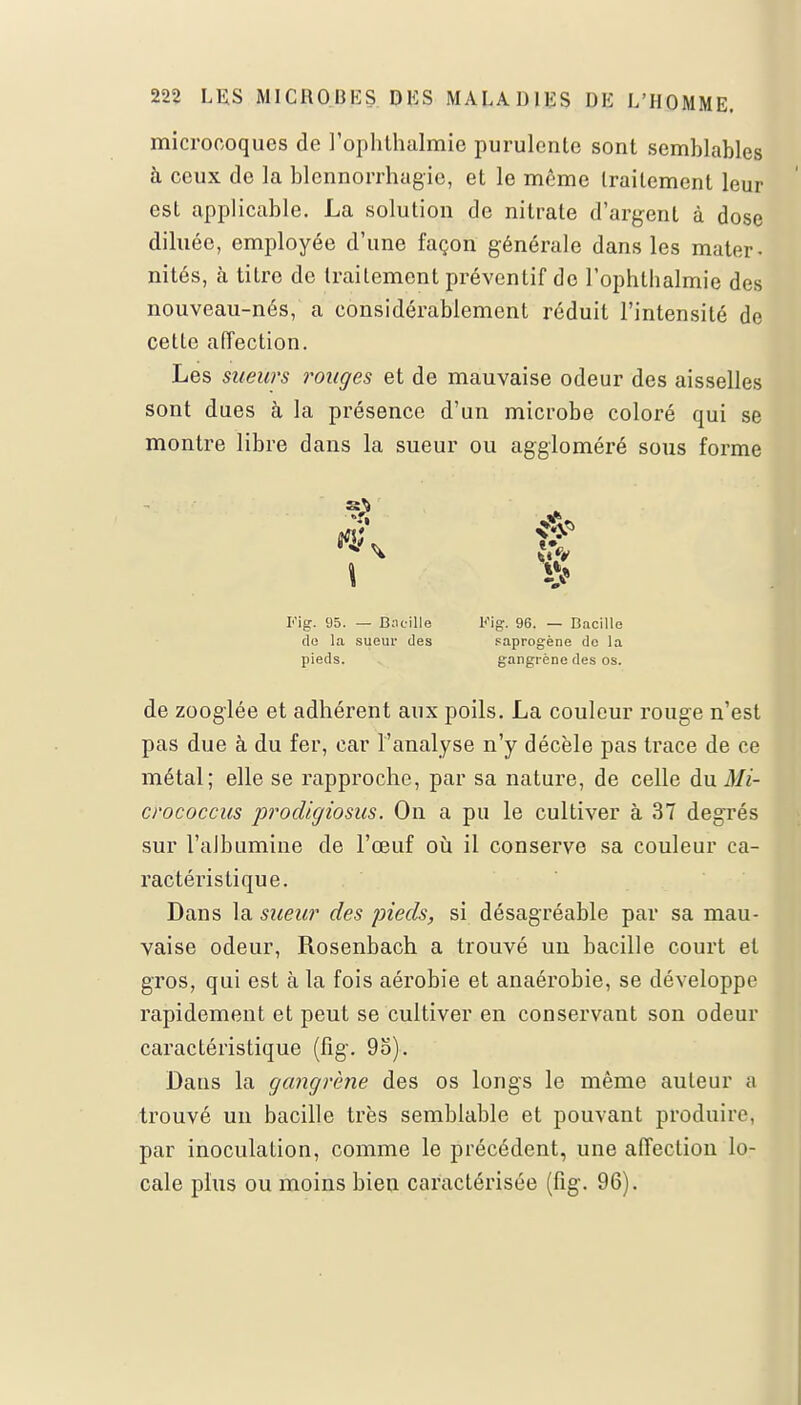 microcoques de l'ophthalmie purulente sont semblables à ceux de la blcnnorrhagie, et le même traitement leur est applicable. La solution de nitrate d'argent à dose diluée, employée d'une façon générale dans les mater- nités, à titre de traitement préventif de l'ophlbalmie des nouveau-nés, a considérablement réduit l'intensité de cette affection. Les sueurs rouges et de mauvaise odeur des aisselles sont dues à la présence d'un microbe coloré qui se montre libre dans la sueur ou aggloméré sous forme Fig. 95. — Bacille Fig. 96. — Bacille de la sueur des saprogène de la pieds. gangrène des os. de zooglée et adhérent aux poils. La couleur rouge n'est pas due à du fer, car l'analyse n'y décèle pas trace de ce métal; elle se rapproche, par sa nature, de celle du Mi- crococcus prodigiosus. On a pu le cultiver à 37 degrés sur l'albumine de l'œuf où il conserve sa couleur ca- ractéristique. Dans la sueur des pieds, si désagréable par sa mau- vaise odeur, Rosenbach a trouvé un bacille court et gros, qui est à la fois aérobie et anaérobie, se développe rapidement et peut se cultiver en conservant son odeur caractéristique (fig. 9o). Dans la gangrène des os longs le même auteur a trouvé un bacille très semblable et pouvant produire, par inoculation, comme le précédent, une affection lo- cale plus ou moins bien caractérisée (fig. 96).