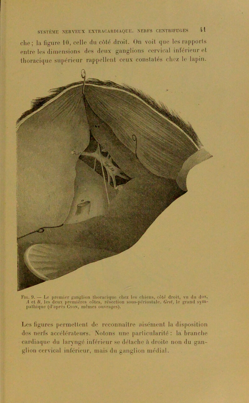 che; la figure 10, celle du côté droit. On voit que les rapports entre les dimensions des deux ganglions cervical inférieur et thoracique supérieur rappellent ceux constatés chez le lapin. Fig. 9. — Le premier ganglion thoracique chez tes chiens, côté droit, vu du dos, A et H, les deux premières côtes, résection sous-périostale. Gmt, le grand sym- pathique (d’après Gyon, memes ouvrages). Les figures permettent de reconnaître aisément la disposition des nerfs accélérateurs. Notons une particularité : la branche cardiaque do laryngé inférieur se détache à droite non du gan- glion cervical inférieur, mais du ganglion médial.