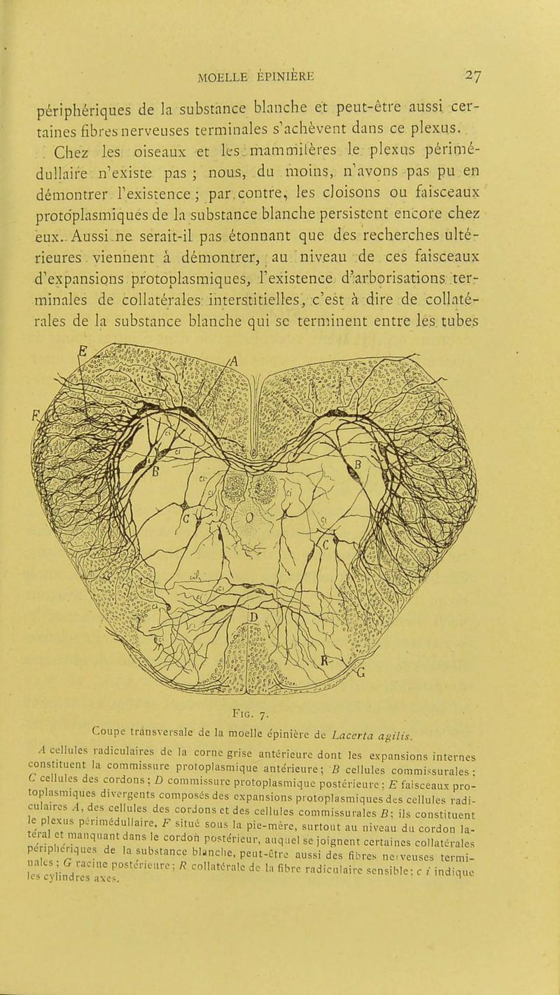 périphériques de la substance blanche et peut-être aussi cer- taines fibres nerveuses terminales s'achèvent dans ce plexus. Chez les oiseaux et les: mammitères le plexus périmé- dullaire n'existe pas; nous, du moins, n avons pas pu en démontrer Texistence ; par. contre, les cloisons ou faisceaux protdplasmiques de la substance blanche persistent encore chez eux.. Aussi.ne serait-il pas étonnant que des recherches ulté- rieures viennent à démontrer, au niveau de ces faisceaux d'expansions protoplasmiques, l'existence d'arborisations ter- minales de collatérales: interstitielles, c'est à dire de collaté- rales de la substance blanche qui se terminent entre les tubes FiG. 7. Coupe transversale de la moelle e'pinièrc de Lacerta agilis. A cellules ladiculaires de la corne grise antérieure dont les expansions internes constituent la commissure proloplasmique antérieure; B cellules commissurales • C cellules des cordons ; D commissure protoplasmique postérieure : E faisceaux pro- toplasmiques divergents composés des expansions protoplasmiques des cellules radi- culaires A, des cellules des cordons et des cellules commissurales B: ils constituent e plexus p.nmédullaire. F situé sous la pie-more, surtout au niveau du cordon la- tera et manquant dans le cordon postérieur, auquel se joignent certaines collatérales penphenques de la substance bl.nche. peut-être aussi des fibres ncveuses termi- icfcyiindies'rer''''''''''  diculaire sensible: c i indique