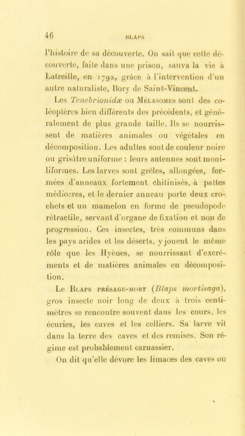 IU. A PS l’histoire de sa découverte. Ou sait (juc celle dé- couverte, faile dans une prison, sauva la vie à Latreille, en i-yu, grâce à l'intervention d'un autre naturaliste, Borv de Saint-Vincent. Les Tenebrionidæ ou Mû la sûmes sont des co- léoptères bien différents des précédents, et géné- ralement de plus grande taille. Ils se nourris- sent de matières animales ou végétales en décomposition. Les adultes sont de couleur noire ou grisâtre uniforme : leurs antennes sontmoni- liformcs. Les larves sont grêles, allongées, for- mées d’anneaüx fortement chilinisés, à pattes médiocres, et le dernier anneau porte deux cro- chets et un mamelon en forme de pseudopode rétractile, servant d’organe de fixation et non de progression. Ces insectes, très communs dans les pays arides et les déserts, y jouent le même rôle que les Hyènes, se nourrissant d’excré- ments et de matières animales en décomposi- tion. Le Blaps présage-mort (Blaps morlisaga), gros insecte noir long de deux à trois centi- mètres se rencontre souvent dans les cours, les écuries, les caves et les celliers. Sa larve vit dans la terre des caves et des remises. Son ré- gime est probablement carnassier. On dit qu’elle dévore les limaces des caves ou