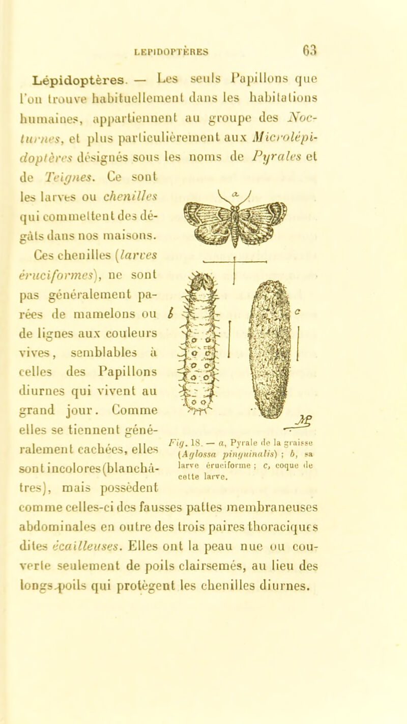 Lépidoptères. — Les seuls Papillons que l'on trouve habituellement dans les habitations humaines, appartiennent au groupe des Noc- turnes, et plus particulièrement aux Microlépi- doplètrs désignés sous les noms de Pyraies et de Teignes. Ce sont les larves ou chetiilles qui commettent des dé- gâts dans nos maisons. Ces chenilles (larves érucifonnes), ne sont pas généralement pa- rées de mamelons ou de lignes aux couleurs vives, semblables à celles des Papillons diurnes qui vivent au grand jour. Comme elles se tiennent géné- , , . . ii Fin. 18. — a, Pyrale do la graisse râlement cachées, elles (Afjlos$n pii;;/mnati,). 6> sa sont incolores(blanchâ- larve éruci forme ; c, coque de v coite larve. très), mais possèdent comme celles-ci des fausses pattes membraneuses abdominales en outre des trois paires thoraciques dites écailleuses. Elles ont la peau nue ou cou- verte seulement de poils clairsemés, au lieu des longs-poils qui protègent les chenilles diurnes.