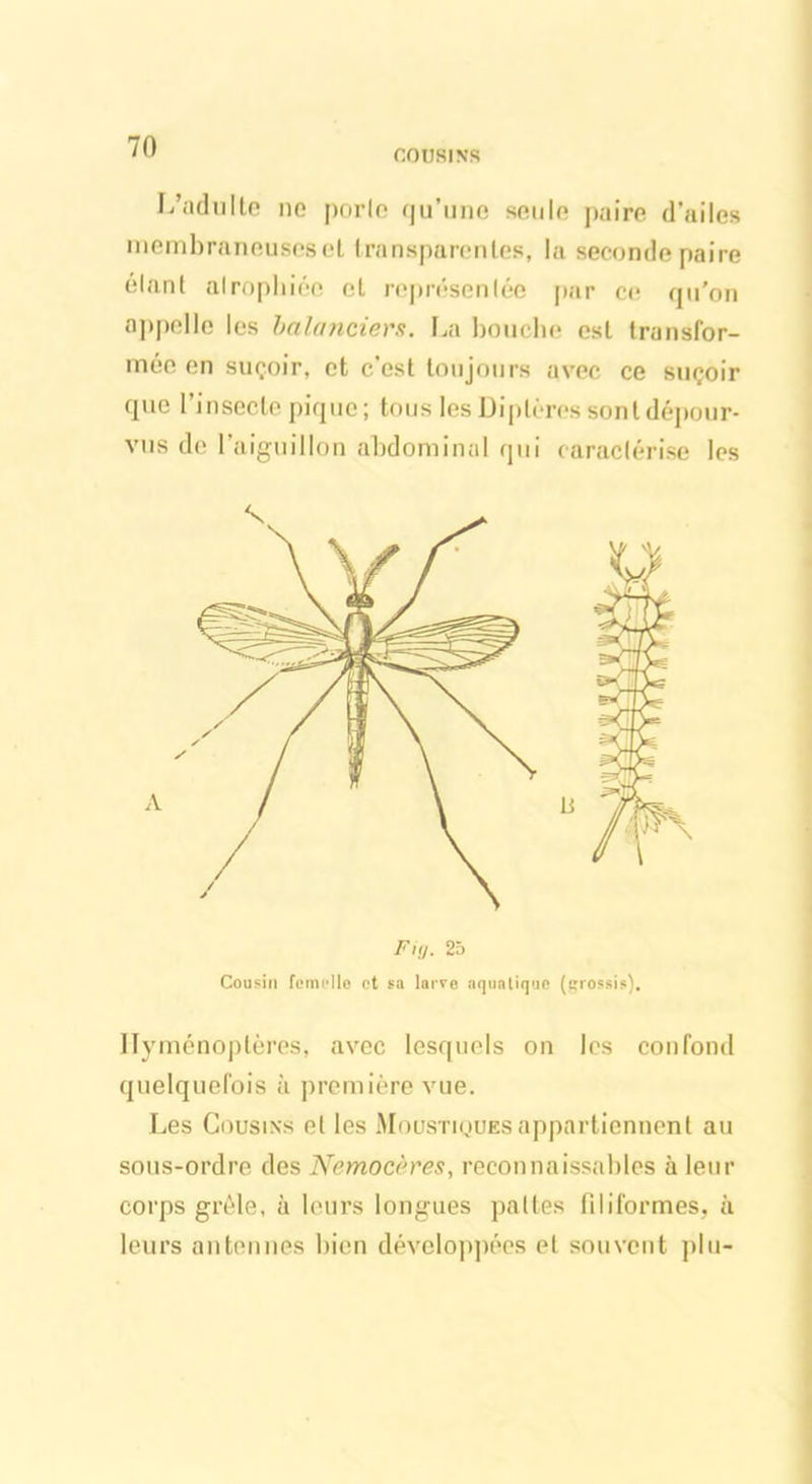 COUSINS L’adulte no porlc qu’une soulo paire d'ailes membraneuses ol transparentes, la seconde paire élant alrophiée et représentée par ce qu’on appelle les balanciers. La bouche est transfor- mée en suçoir, et c’est toujours avec ce suçoir que l’insecte pique; tous les Diptères sont dépour- vus de l’aiguillon abdominal qui caractérise les Fig. 25 Cousin femdlo et sa larve aquatique (grossis). Hyménoptères, avec lesquels on les confond quelquefois à première vue. Les Cousins et les Moustiques appartiennent au sous-ordre des Nemocères, reconnaissables à leur corps grêle, à leurs longues pattes filiformes, à leurs antennes bien développées et souvent plu-