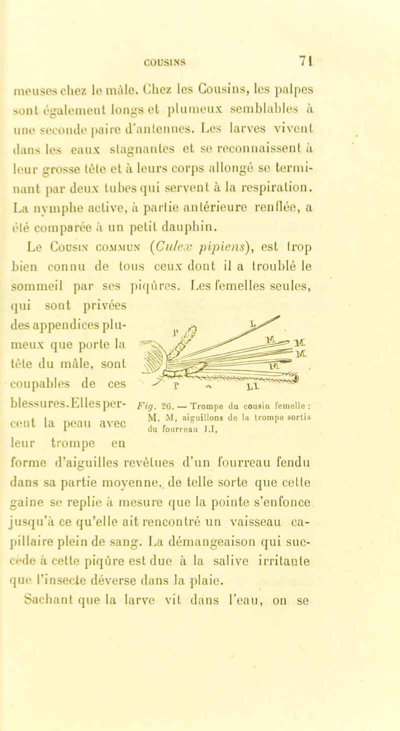 meuseschez le mâle. Chez les Cousins, les palpes sont également longs et plumeux semblables à une seconde paire d’anlennes. Les larves vivent clans les eaux stagnantes et se reconnaissent à leur grosse tète et à leurs corps allongé se termi- nant par deux tubes qui servent à la respiration. La nymphe active, à partie antérieure renflée, a été comparée à un petit dauphin. Le Cousin commun (Culex pipiens), est frop bien connu de tous ceux dont il a troublé le sommeil par ses piqûres. Les femelles seules, qui sont privées des appendices plu- meux que porte la tète du mâle, sont coupables de ces blessures. El les per- cent la peau avec leur trompe en forme d’aiguilles revêtues d’un fouxTeau fendu Fig. 26. — Trompe du cousin femelle : M, M, aiguillons de la trompe sortis du fourreau J.I. dans sa partie moyenne,, de telle sorte que cette gaine se replie à mesure que la pointe s’enfonce jusqu’à ce qu’elle ait rencontré un vaisseau ca- pillaire plein de sang. La démangeaison qui suc- cède à cette piqûre est due à la salive irritante que l’insecte déverse dans la plaie. Sachant que la larve vit dans l’eau, on se