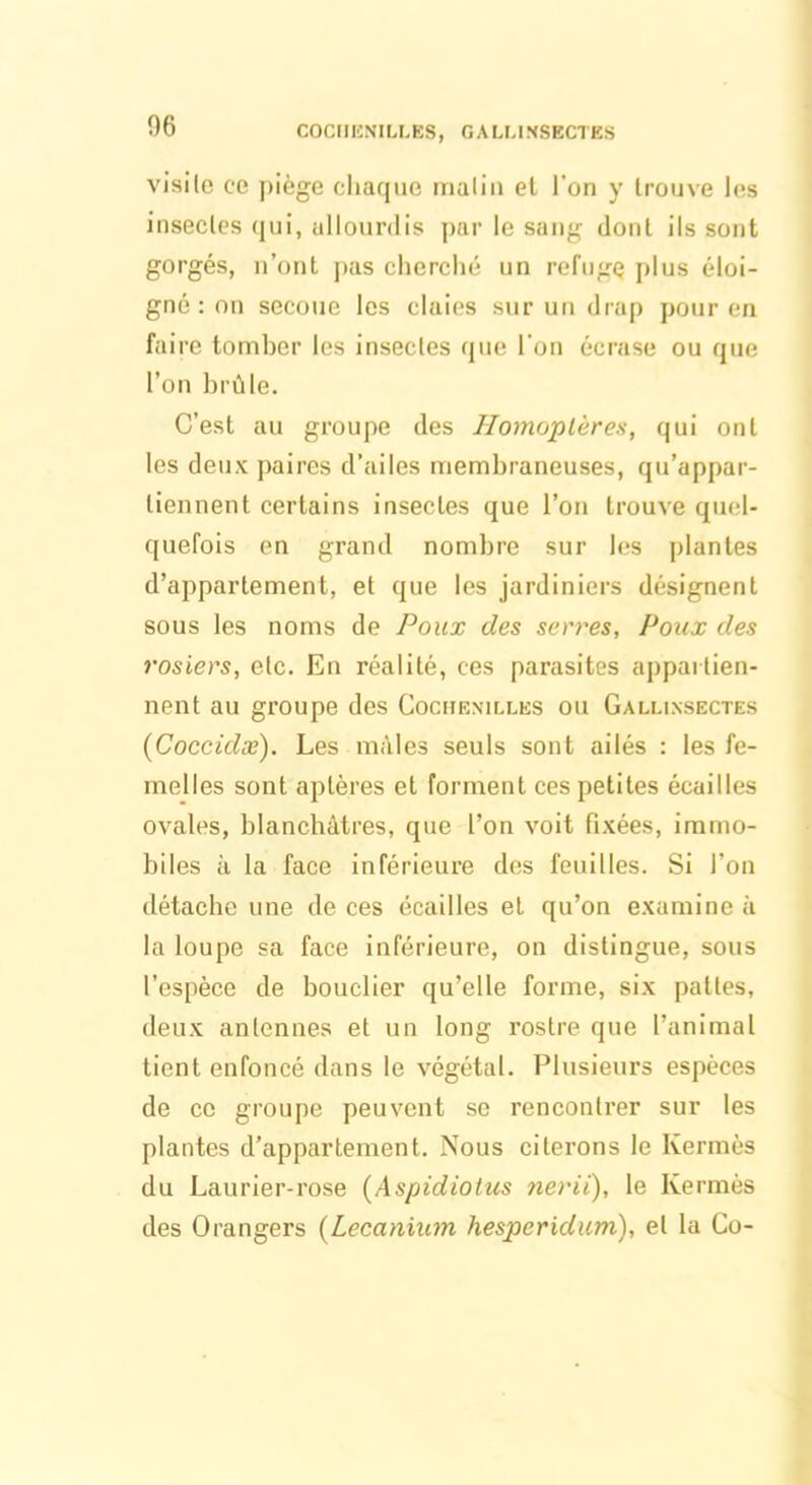 COCHENILLES, GALLINSECTE.S visite ce piège chaque malin et l'on y trouve les insectes qui, allourdis par le sang dont ils sont gorgés, n’ont pas cherché un refuge plus éloi- gné : on secoue les claies sur un drap pour en faire tomber les insectes que l'on écrase ou que l’on brûle. C’est au groupe des Homoplères, qui ont les deux paires d’ailes membraneuses, qu’appar- tiennent certains insectes que l’on trouve quel- quefois en grand nombre sur les plantes d’appartement, et que les jardiniers désignent sous les noms de Poux des serres, Poux des rosiers, etc. En réalité, ces parasites appartien- nent au groupe des Cochenilles ou Gallixsectes (Coccidæ). Les mâles seuls sont ailés : les fe- melles sont aptères et forment ces petites écailles ovales, blanchâtres, que l’on voit fixées, immo- biles à la face inférieure des feuilles. Si l’on détache une de ces écailles et qu’on examine à la loupe sa face inférieure, on distingue, sous l’espèce de bouclier qu’elle forme, six pattes, deux antennes et un long rostre que l’animal tient enfoncé dans le végétal. Plusieurs espèces de ce groupe peuvent se rencontrer sur les plantes d’appartement. Nous citerons le Kermès du Laurier-rose (Aspidiotus nerii), le Kermès des Orangers (Lecanium hesperidum), et la Co-