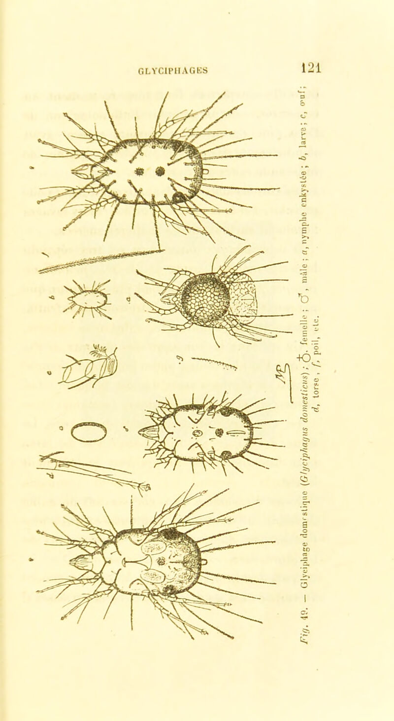 Fig. 49. — Glyciphage domrstique (Glyciphagus domesticus) ; femelle; çf, mâle ; fl, nymphe enkyslie ; b, larve; C, œuf; d, lorsc , f, poil, etc.