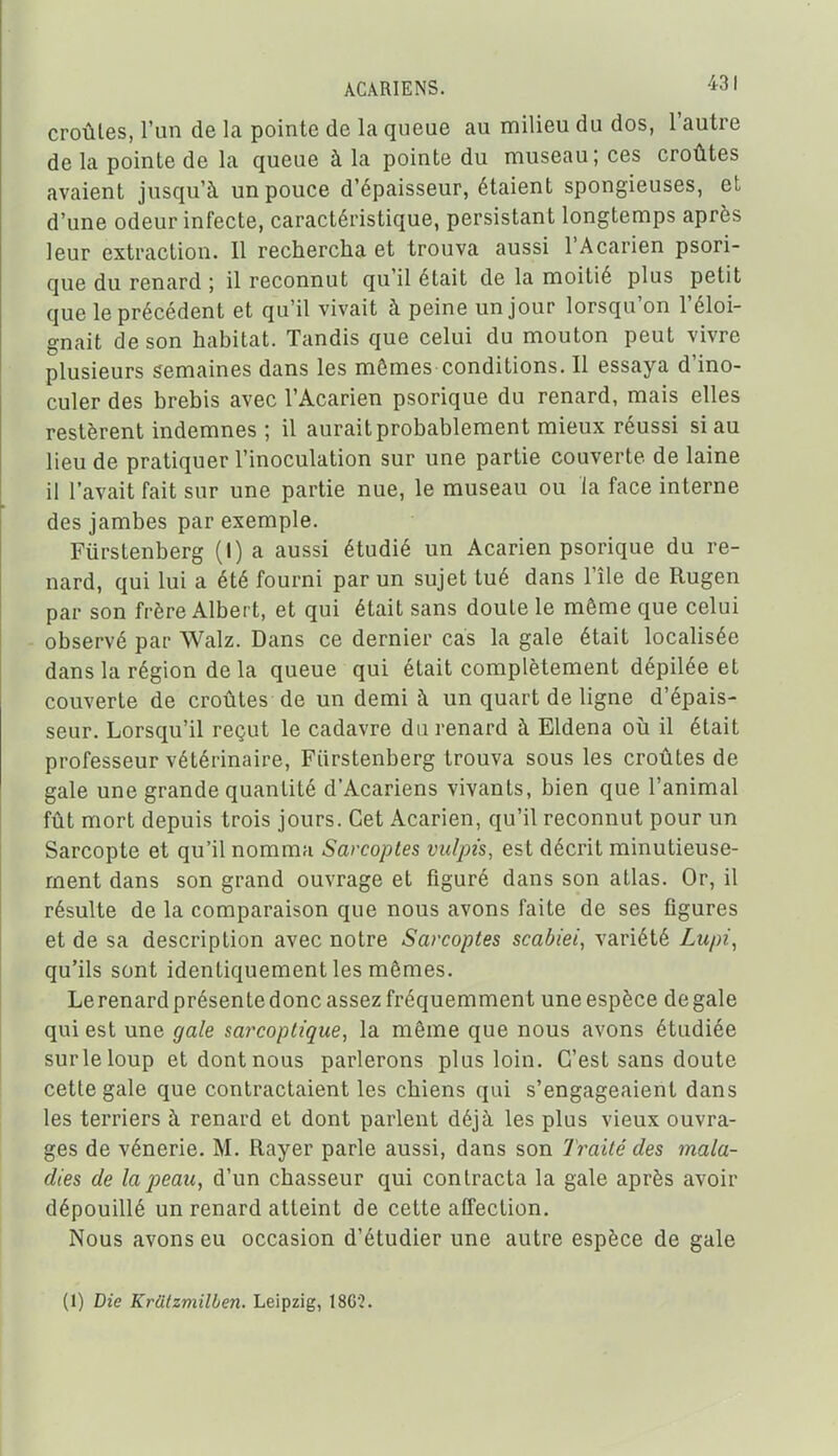 ACARIENS. 4J ' croûtes, l'un de la pointe de la queue au milieu du dos, l'autre de la pointe de la queue à la pointe du museau; ces croûtes avaient jusqu'à un pouce d'épaisseur, étaient spongieuses, et d'une odeur infecte, caractéristique, persistant longtemps après leur extraction. Il rechercha et trouva aussi l'Acarien psori- que du renard ; il reconnut qu'il était de la moitié plus petit que le précédent et qu'il vivait à peine un jour lorsqu'on l'éloi- gnait de son habitat. Tandis que celui du mouton peut vivre plusieurs semaines dans les mêmes conditions. Il essaya d'ino- culer des brebis avec l'Acarien psorique du renard, mais elles restèrent indemnes ; il aurait probablement mieux réussi si au lieu de pratiquer l'inoculation sur une partie couverte de laine il l'avait fait sur une partie nue, le museau ou la face interne des jambes par exemple. Furstenberg (I) a aussi étudié un Acarien psorique du re- nard, qui lui a été fourni par un sujet tué dans l'île de Rugen par son frère Albert, et qui était sans doute le même que celui - observé par Walz. Dans ce dernier cas la gale était localisée dans la région de la queue qui était complètement dépilée et couverte de croûtes de un demi à un quart de ligne d'épais- seur. Lorsqu'il reçut le cadavre du renard à Eldena où il était professeur vétérinaire, Fiirstenberg trouva sous les croûtes de gale une grande quantité d'Acariens vivants, bien que l'animal fût mort depuis trois jours. Cet Acarien, qu'il reconnut pour un Sarcopte et qu'il nomma Sarcoptes viilpù, est décrit minutieuse- ment dans son grand ouvrage et figuré dans son atlas. Or, il résulte de la comparaison que nous avons faite de ses figures et de sa description avec notre Sarcoptes scabiei, variété Lupi, qu'ils sont identiquement les mêmes. Le renard présente donc assez fréquemment une espèce de gale qui est une gale sarcopti'que, la même que nous avons étudiée sur le loup et dont nous parlerons plus loin. C'est sans doute cette gale que contractaient les chiens qui s'engageaient dans les terriers à renard et dont parlent déjà les plus vieux ouvra- ges de vénerie. M. Rayer parle aussi, dans son Traité des mala- dies de la peau, d'un chasseur qui contracta la gale après avoir dépouillé un renard atteint de cette affection. Nous avons eu occasion d'étudier une autre espèce de gale (1) Die Krâtzmilben. Leipzig, 186?.