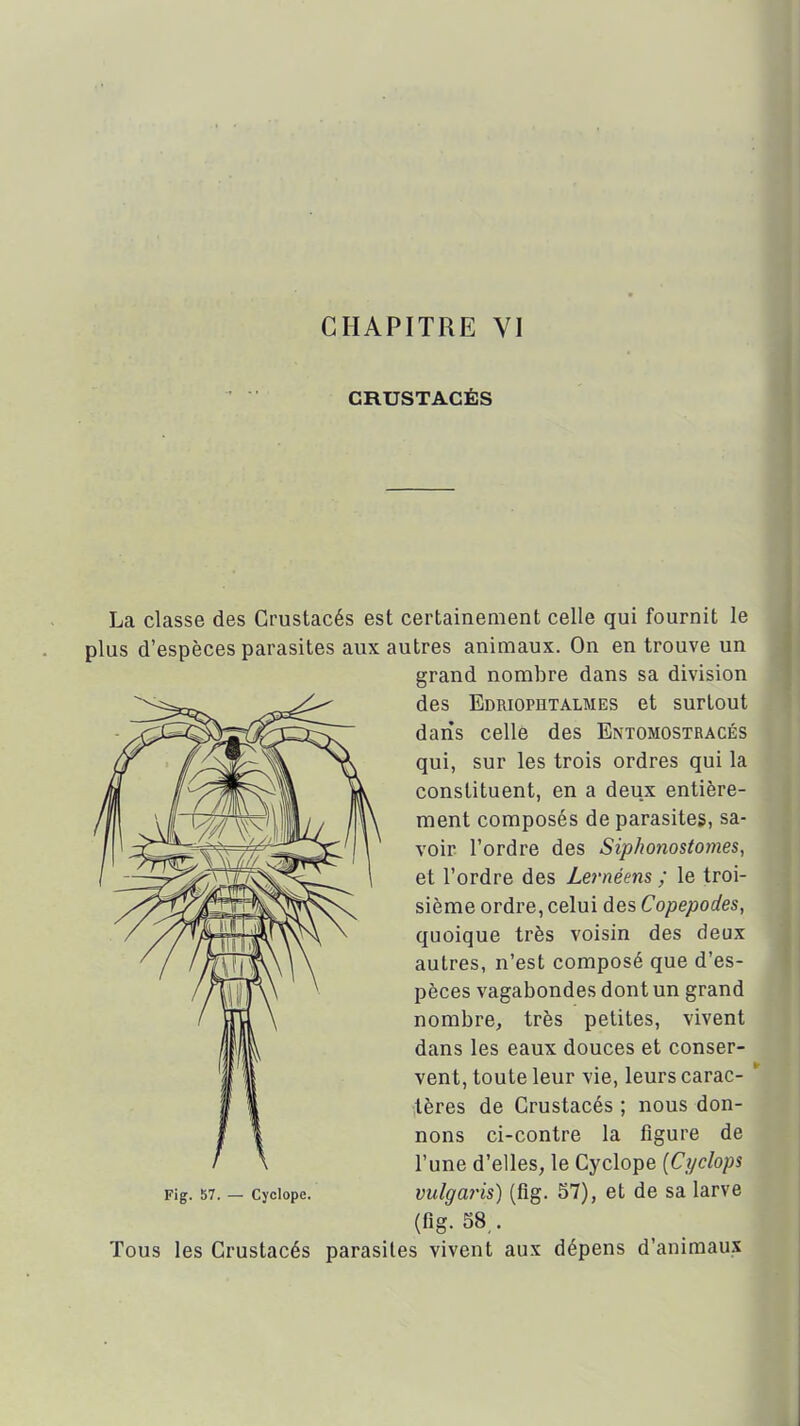 CRUSTACÉS La classe des Crustacés est certainement celle qui fournit le plus d'espèces parasites aux autres animaux. On en trouve un grand nombre dans sa division des Edriophtalmes et surtout dans celle des Entomostracés qui, sur les trois ordres qui la constituent, en a deux entière- ment composés de parasites, sa- voir l'ordre des Siphonostomes, et l'ordre des Lernéens ; le troi- sième ordre, celui des Copepodes, quoique très voisin des deux autres, n'est composé que d'es- pèces vagabondes dont un grand nombre, très petites, vivent dans les eaux douces et conser- vent, toute leur vie, leurs carac- ' tères de Crustacés ; nous don- nons ci-contre la figure de l'une d'elles, le Cyclope [Cyclops Fig. 57. - Cyclope. vulgaris) (fig. S7), et de sa larve (fig. 58,. Tous les Crustacés parasites vivent aux dépens d'animaux