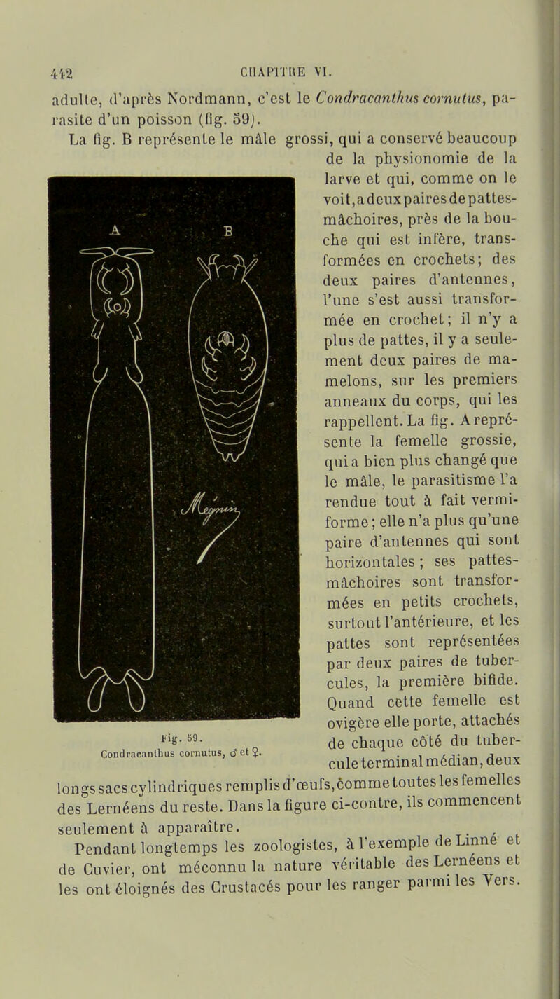 adulte, d'api'ôs Nordmann, c'est le Condracanlhus cornu lus, pa- rasite d'un poisson (fig. 59j. La (îg. B représente le mâle grossi, qui a conservé beaucoup de la physionomie de la larve et qui, comme on le voit,a deux paires de pattes- mâchoires, près de la bou- che qui est infère, trans- formées en crochets; des deux paires d'antennes, l'une s'est aussi transfor- mée en crochet; il n'y a plus de pattes, il y a seule- ment deux paires de ma- melons, sur les premiers anneaux du corps, qui les rappellent. La fig. Arepré- sente la femelle grossie, quia bien plus changé que le mâle, le parasitisme l'a rendue tout à fait vermi- forme ; elle n'a plus qu'une paire d'antennes qui sont horizontales ; ses pattes- mâchoires sont transfor- mées en petits crochets, surtout l'antérieure, et les pattes sont représentées par deux paires de tuber- cules, la première bifide. Quand cette femelle est ovigère elle porte, attachés de chaque côté du tuber- cule lerminalmédian, deux longs sacs cylindriques remplis d'œufs,commetoutes les femelles des Lernéens du reste. Dans la figure ci-contre, ils commencent seulement ù apparaître. Pendant longtemps les zoologistes, à l'exemple de Lmné et de Cuvier, ont méconnu la nature véritable des Lernéens et les ont éloignés des Crustacés pour les ranger parmi les Vers. tig. b9. Condracanlhus conmtus, d et