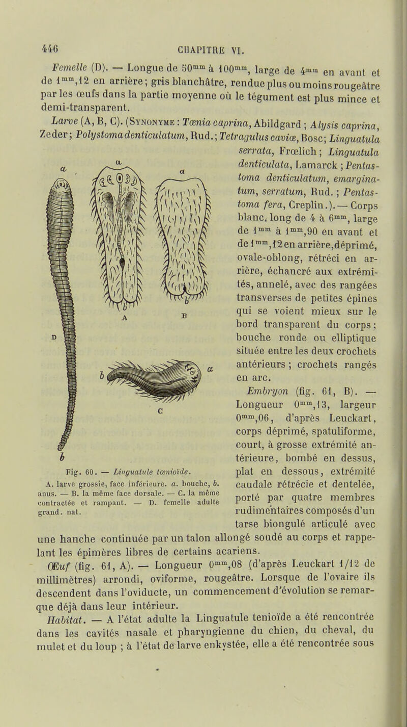 Femelle (D). — Longue de .^0° à 100-»», lurge de 4'»' en avant el de en arrière; gris blanchâtre, rendue plus ou moins rougeâtre parles œufs dans la partie moyenne où le tégument est plus mince et demi-transparent. Larve (A, B, C). (Synonyme : rœmaca/jma, Abildgard ; Alysis caprina, Zeder; Polystomadenticulatum, Ruà.;Tetraguluscaviœ, Bosc; Liiiguatula serrata, Frœlich; Linguatula denticulata, Lamarck ; Pentas- loma denticulatum, emargina- tum, serratum, Rud. ; Pentas- toma fera, Creplin.).— Corps blanc, long de 4 à 6™™, large de à l'^'^.QO en avant et de i ,12en arrière,déprimé, ovale-oblong, rétréci en ar- rière, échancré aux extrémi- tés, annelé, avec des rangées transverses de petites épines qui se voient mieux sur le bord transparent du corps; bouche ronde ou elliptique située entre les deux crochets antérieurs ; crochets rangés en arc. Embryon (fig. 01, B). — Longueur 0™,13, largeur O^-^jOe, d'après Leuckart, corps déprimé, spatuliforme, court, à grosse extrémité an- térieure, bombé en dessus, plat en dessous, extrémité caudale rétrécie et dentelée, porté par quatre membres rudime'ntaires composés d'un tarse biongulé articulé avec une hanche continuée par un talon allongé soudé au corps et rappe- lant les épimères libres de certains acariens. (Euf (fig. 61, A). — Longueur 0°,08 (d'après Leuckart i/12 de millimètres) arrondi, oviforme, rougeâtre. Lorsque de l'ovaire ils descendent dans l'oviducte, un commencement d'évolution se remar- que déjà dans leur intérieur. Habitat. — A l'état adulte la Linguatule tenioïde a été rencontrée dans les cavités nasale et pharyngienne du chien, du cheval, du mulet et du loup ; à l'état de larve enkystée, elle a été rencontrée sous Fig. 60. — Linguatule iœnioïde. A. larve grossie, face inférieure, a. bouche, 6. anus. — B. la même face dorsale. — C. la même contractée et rampant. — D. femelle adulte grand, nat.