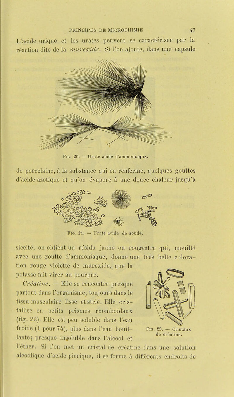 L'acide iirique et les urates peuvent se caractériser par la réaction dite de la muvexidc. Si l'on ajoute, dans une capsule FiG. 20. — Urate acide d'ammoniaque. de porcelaine, à la substance qui en renferme, quelques gouttes d'acide azotique et qu'on évapore à une douce chaleur jusqu'à FiG. 21. — Urate U'^ide de soude! siccité, on obtient un résidu ;aiine ou rougeâtrc qui, mouillé avec une goutte d'ammoniaque, donne une très belle colora- tion rouge violette de murexide, que la potasse fait virer au pourpre. Créalifie. — Elle se rencontre presque partout dans l'organisme, toujours dans le tissu musculaire lisse et strié. Elle cris- tallise en petits prismes rhomboïdaux (fig. 22). Elle est peu soluble dans l'eau froide (1 pour 74), plus dans l'eau bouil- lante; presque insoluble dans l'alcool et l'éther. Si l'on met un cristal de créatine dans une solution alcoolique d'acide picrique, il se forme à diflérents endroits de FiG. 22. — Cristaux de créatine.