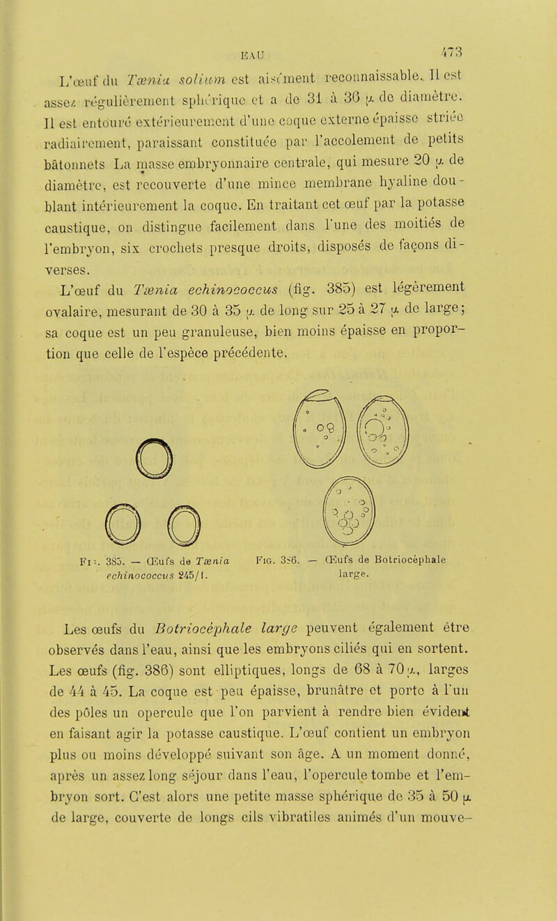 L'œuf du Tœnia solinm est aisc'ment reconnaissable.. Il est assez, régulièrement splirrique et a de 3i à 36 ;j. do diamètre. Il est entouré extérieurement d'une coque externe épaisse striée radiairement, paraissant constituée par l'accolement de petits bâtonnets La masse embryonnaire centrale, qui mesure 20 a de diamètre, est recouverte d'une mince membrane hyaline dou- blant intérieurement la coque. En traitant cet œuf par la potasse caustique, on distingue facilement dans Tune des moitiés de l'embryon, six crochets presque droits, disposés de façons di- verses. L'œuf du Tœnia echinococcus (fig. 385) est légèrement ovalaire, mesurant de 30 à 35 a de long sur 25 à 27 do large; sa coque est un peu granuleuse, bien moins épaisse en propor- tion que celle de l'espèce précédente. Fi:. 3Sj. — Œufs de Tsenia Fig. 3<6. — Œufs de Bolriocéphale echinococcus 245/1. large. Les œufs du Botriocéphale large peuvent également être observés dans l'eau, ainsi que les embryons ciliés qui en sortent. Les œufs (fig. 386) sont elliptiques, longs de 68 à 70 y., larges de 44 à 45. La coque est peu épaisse, brunâtre et porte à Tun des pôles un opercule que l'on parvient à rendre bien évideni en faisant agir la potasse caustique. L'œuf contient un embryon plus ou moins développé suivant son âge. A un moment donné, après un assez long séjour dans l'eau, l'opercule tombe et l'em- bryon sort. C'est alors une petite masse sphérique de 35 à 50 p. de large, couverte de longs cils vibratiles animés d'un mouve-