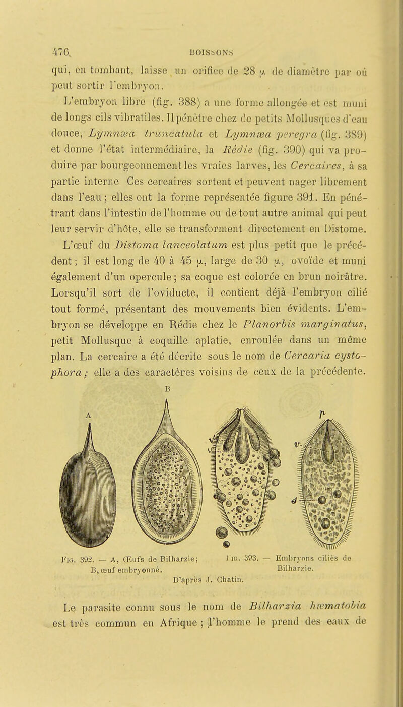 qui, on tombant, laisse nn orifice de 28 \). de diamètre par où peut sortir l'embryon. L'erabrjon libre (fig-, 388) a une forme allongée et o^t iuuni de longs cils vibratilcs. 11 pénètre cbez de petits Mollusques deau douce, Lymna'.a trimcahila et Lymnnea j)r.'re[jra (lig. 389) et donne l'état intermédiaire, la Rédie (fig. 390) qui va pro- duire par bourgeonnement les vraies larves, les Cercaires, à sa partie interne Ces cercaires sortent et peuvent nager librement dans l'eau; elles ont la forme représentée figure 391. En péné- trant dans l'intestin do l'homme ou de tout autre animal qui peut leur servir d'hôte, elle se transforment directement en Distome. L'œuf du Distoma lanceolatum est plus petit que le précé- dent ; il est long de 40 à 45 \x, large de 30 ovoïde et muni également d'un opercule ; sa coque est colorée en brun noirâtre. Lorsqu'il sort de l'oviducte, il contient déjà l'embryon cilié tout formé, présentant des mouvements bien évidents. L'em- bryon se développe en Rédie chez le Planorhis marginatus^ petit Mollusque à coquille aplatie, enroulée dans un même plan. La cercaire a été décrite sous le nom de Cercaria eysto- phora ; elle a des caractères voisins de ceux de la précédente. B Fia. 392. — A, (Eiifs de Bilharzie; l in. 393. — Embryons ciliés do B.œuf einbryonné. Bilharzie. D'après J. Chatin. Le parasite connu sous le nom de Bilharzia hœmatobia est très commun en Afrique ; [l'homme le prend des eaux de