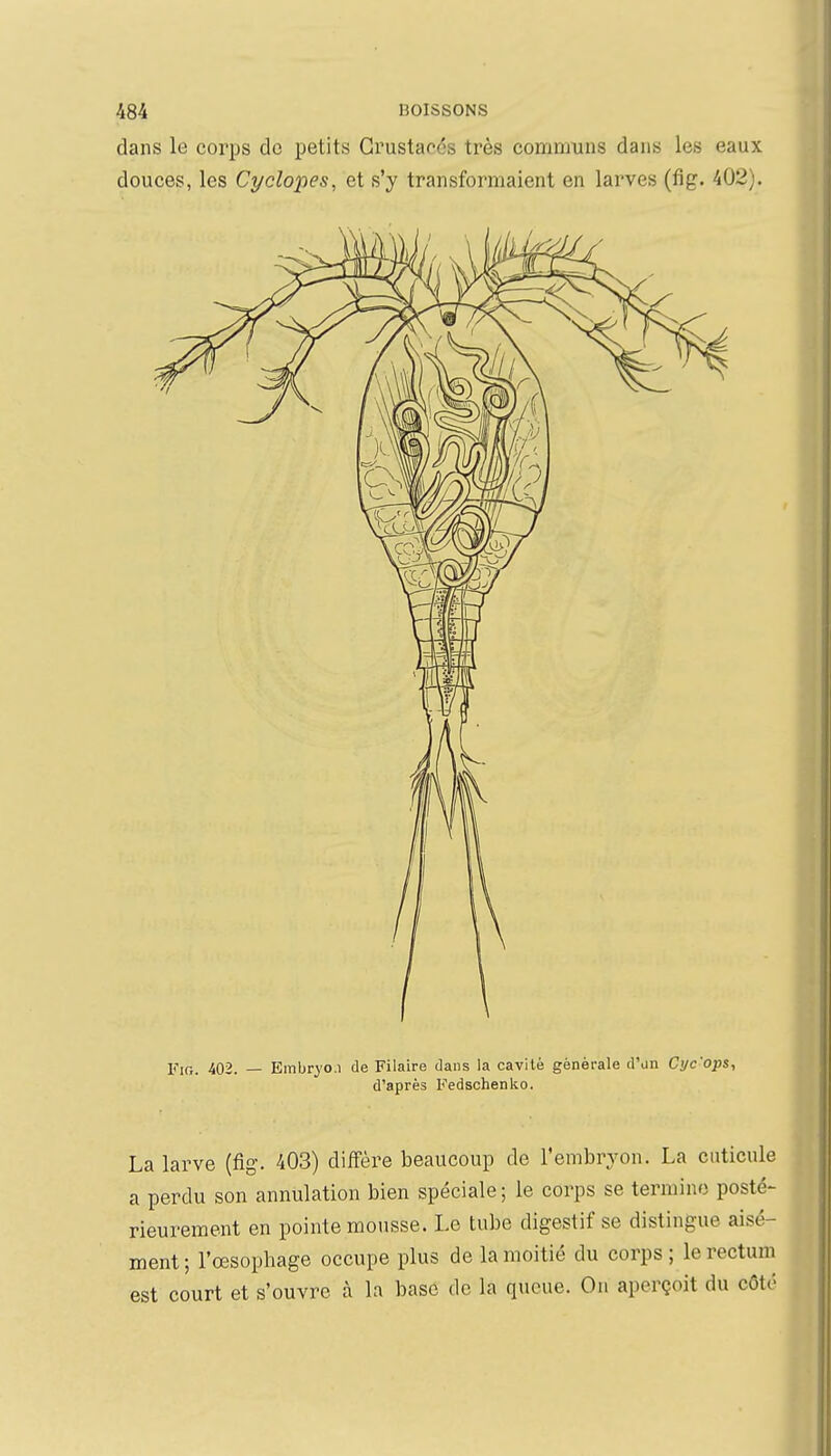 dans le corps do petits Crustacés très communs dans les eaux douces, les Cydopes, et s'y transformaient en larves (fig. 402). Fin. 402. — Embrjo.i de Filaire dans la cavité générale d'un Cijc'ops, d'après Fedschenko. La larve (fig. 403) diffère beaucoup de l'embryon. La cuticule a perdu son annulation bien spéciale ; le corps se termine posté- rieurement en pointe mousse. Le tube digestif se distingue aisé- ment ; l'œsophage occupe plus de la moitié du corps ; le rectum est court et s'ouvre à la base de la queue. On aperçoit du côté