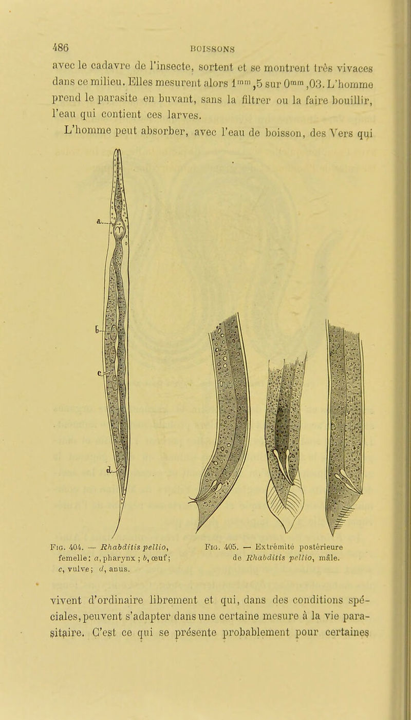 avec le cadavre de l'insecte, sortent et se montrent très vivaces dans ce milieu. Elles mesurent alors 1'' ,5 sur 0» ,03. L'homme prend le parasite en buvant, sans la filtrer ou la faire bouillir, l'eau qui contient ces larves. L'homme peut absorber, avec l'eau de boisson, des Vers qui FiG. 40/1. — Rhabdilis pellio, Fia. 405. — B.N.trèmité postérieure femelle: a, pharynx ; 6, œuf ; de Rhubditis pcllio, mâle, c, vulve ; d, anus. vivent d'ordinaire librement et qui, dans des conditions spé- ciales, peuvent s'adapter dans une certaine mesure à la vie para- sitaire. C'est ce qui se présente probablement pour certaines