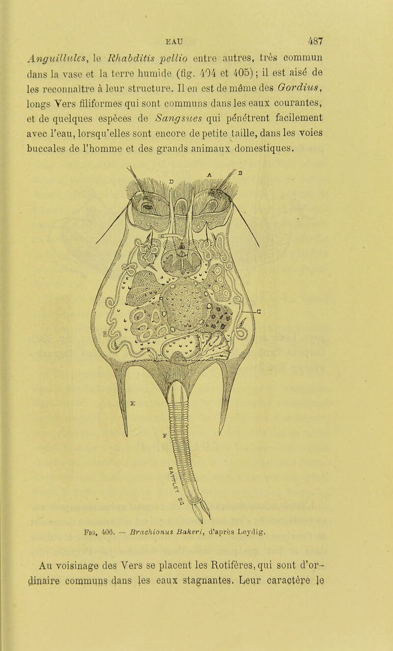 Anguillules, lo Rhahditis pellio entro autres, très commun dans la vase et la terre humide (fig. 404 et 405) ; il est aisé de les reconnaître à leur structure. Il en est de même des Gordius, longs Vers filiformes qui sont communs dans les eaux courantes, et de quelques espèces de Sangsues qui pénétrent facilement avec l'eau, lorsqu'elles sont encore de petite taille, dans les voies buccales de l'homme et des grands animaux domestiques. Fig, 406. — Brachionus Bakeri, d'après Leydig. Au voisinage des Vers se placent les Rotifères, qui sont d'or- çlinaire communs dans les eaux stagnantes. Leur caractère le