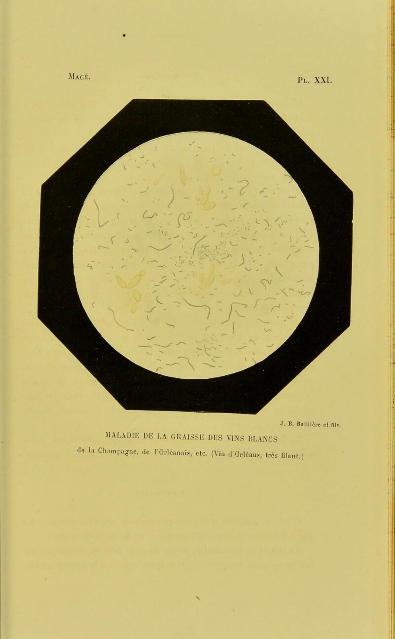 Pl. XXI. J.-B. Bailliéie el m. MALADIE DE LA GKAISSE DES VINS BLAMCS lumpagne, de l'Orléanais, etc. (Via d'Orléau?, (rcs filanL)